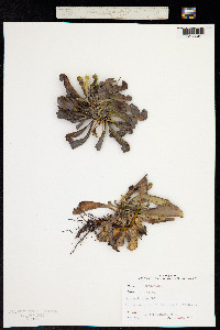 Image of Sarracenia minor