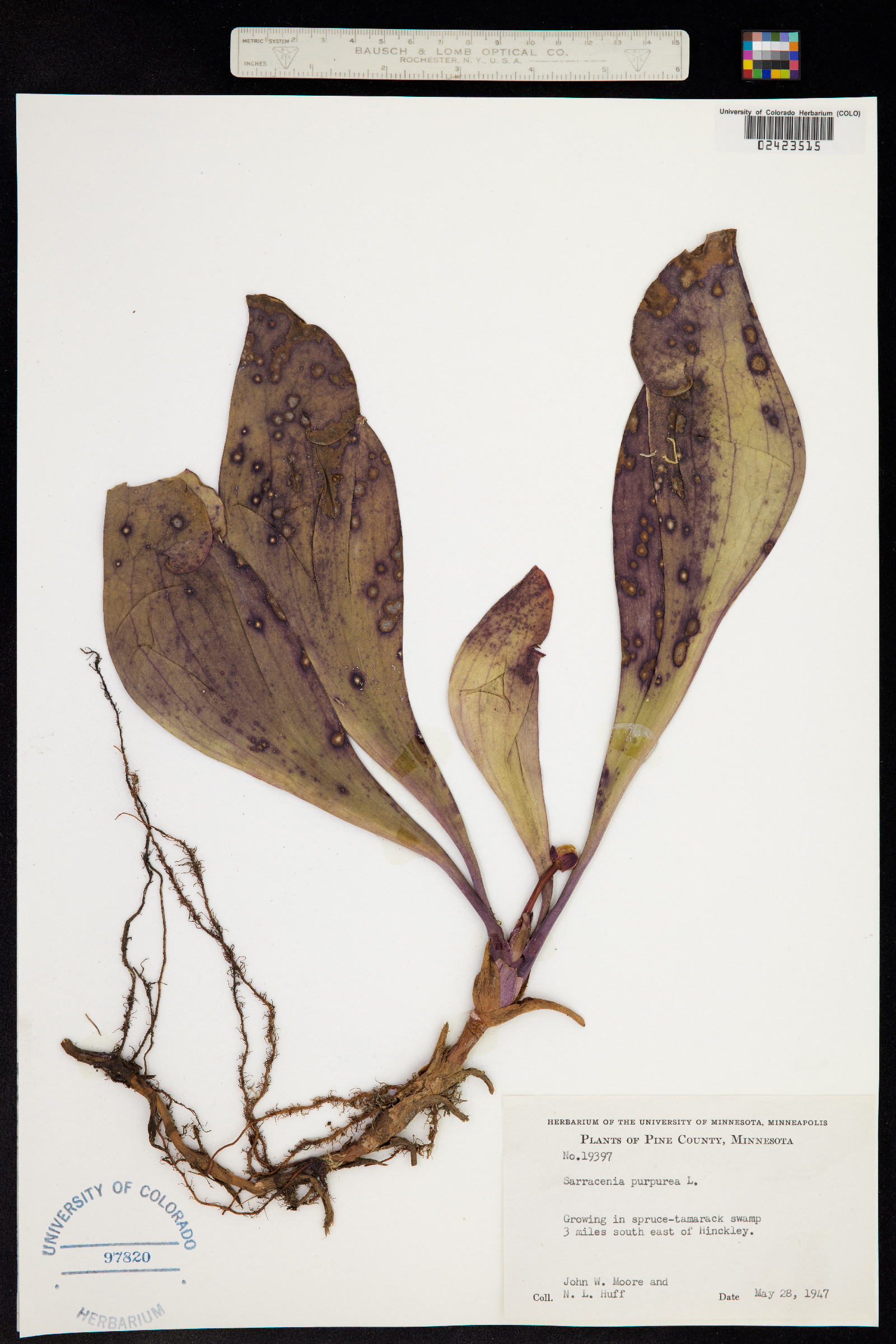 Sarracenia purpurea image