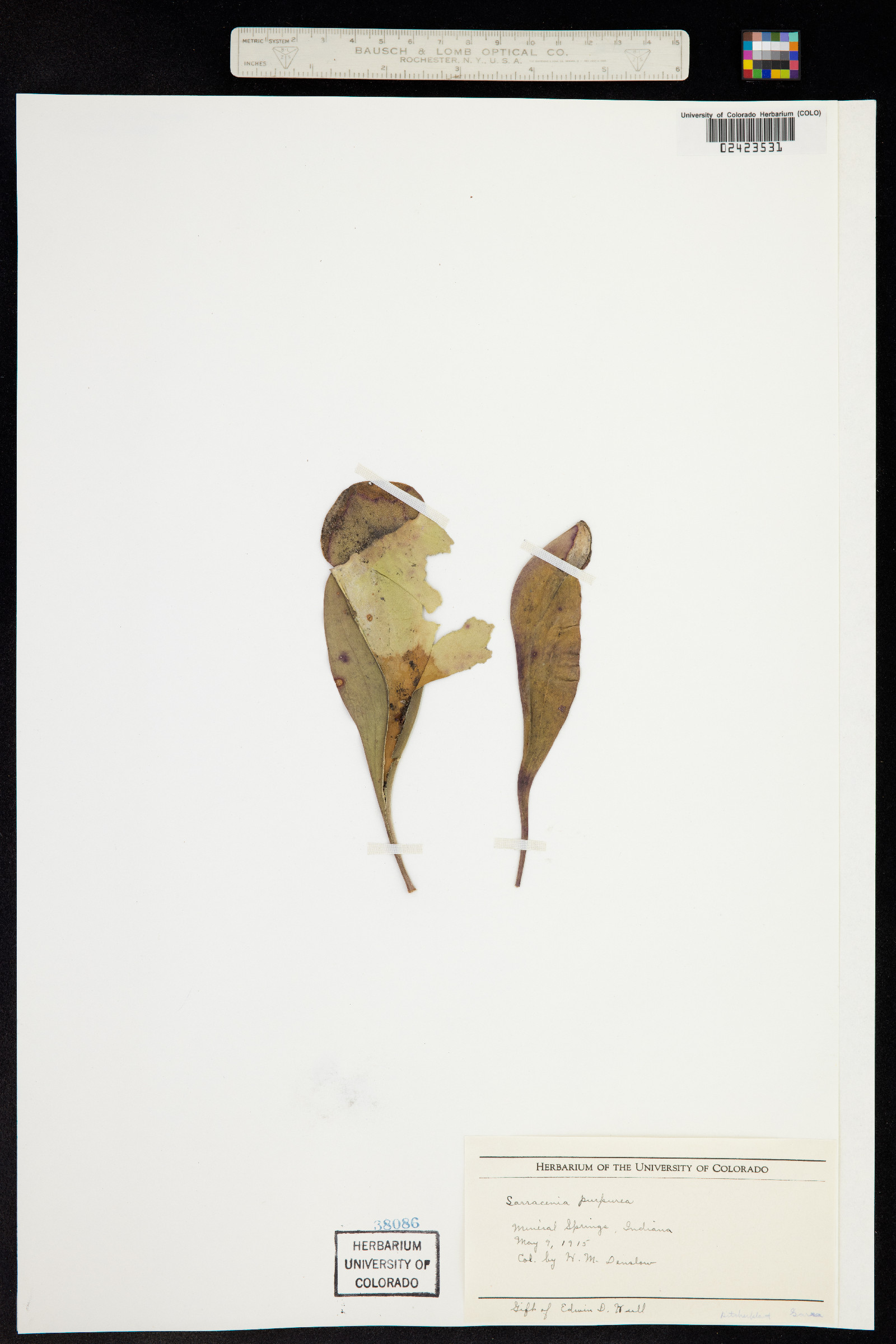 Sarracenia purpurea image