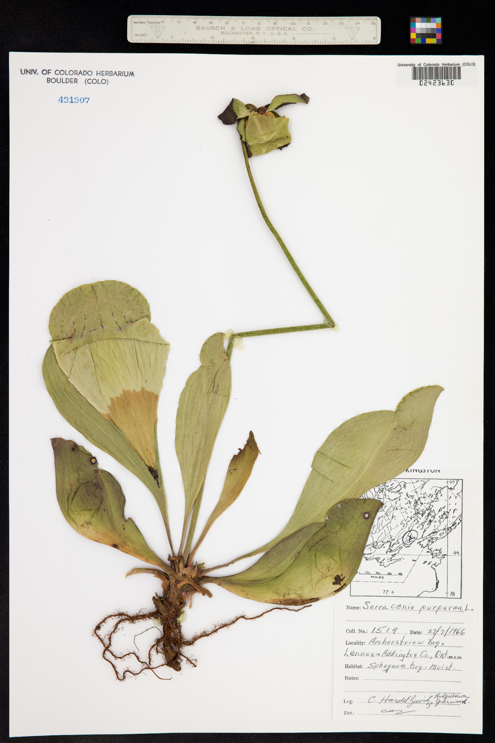 Sarracenia purpurea image