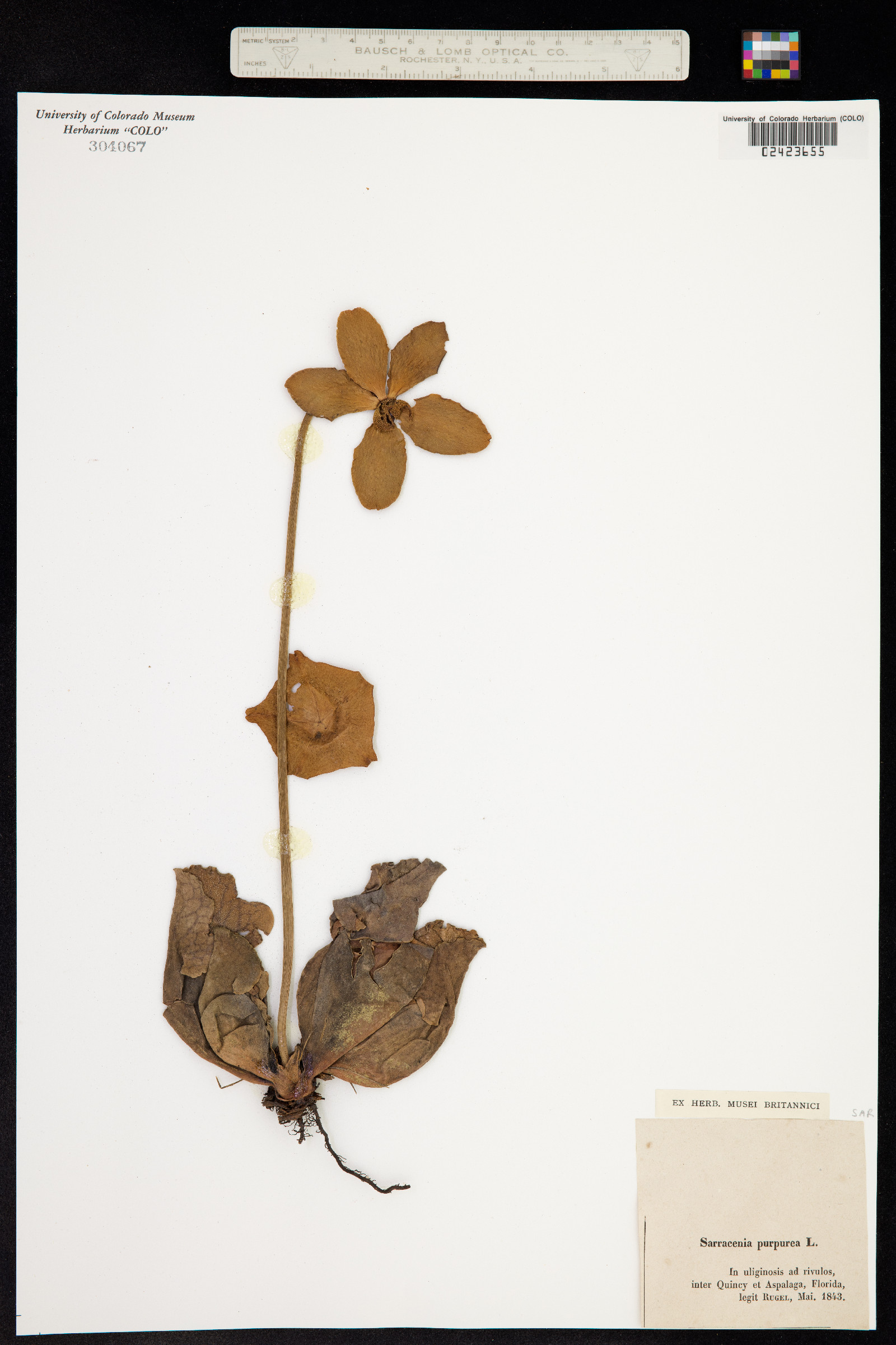 Sarracenia purpurea image