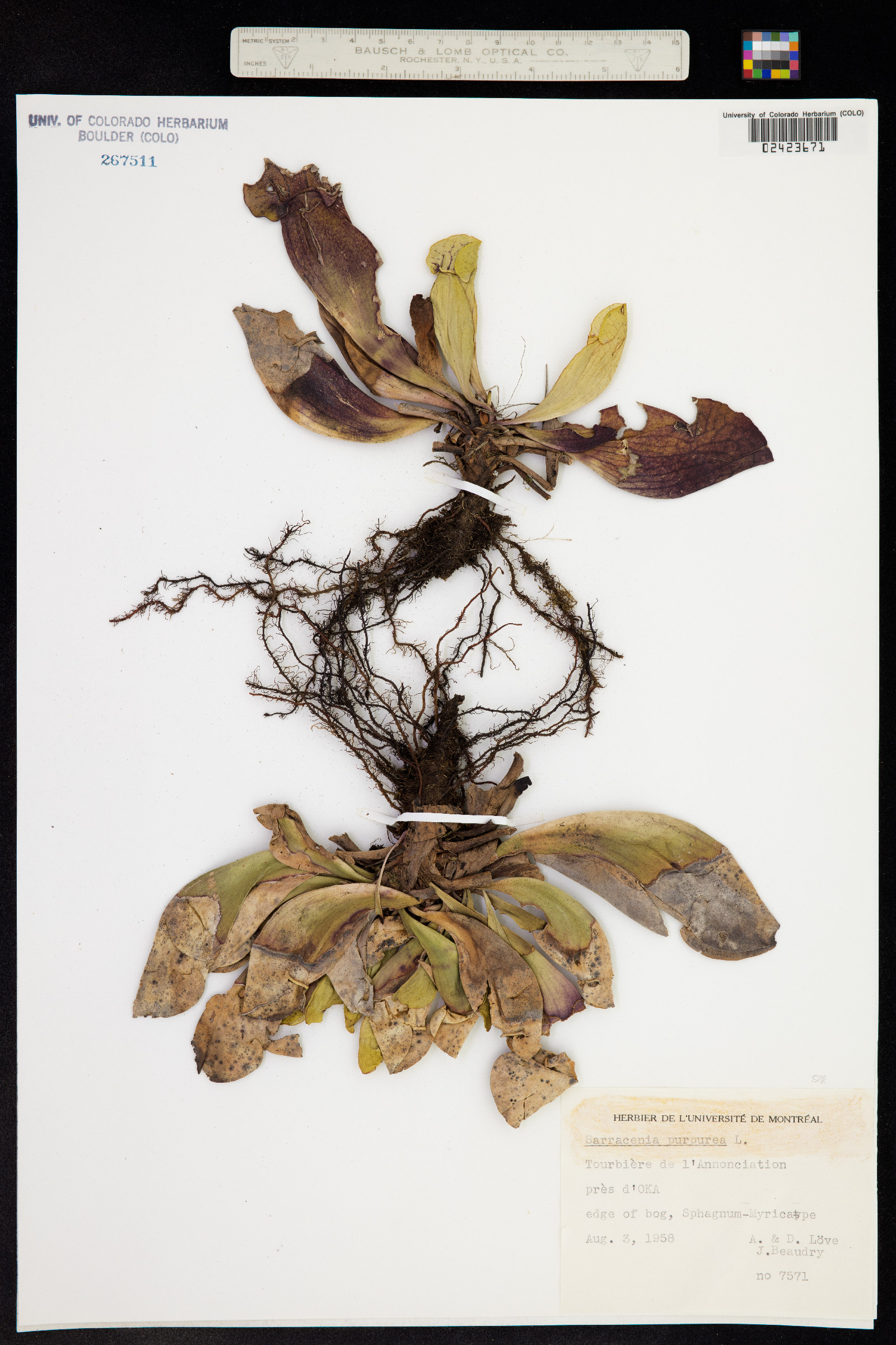 Sarracenia purpurea image