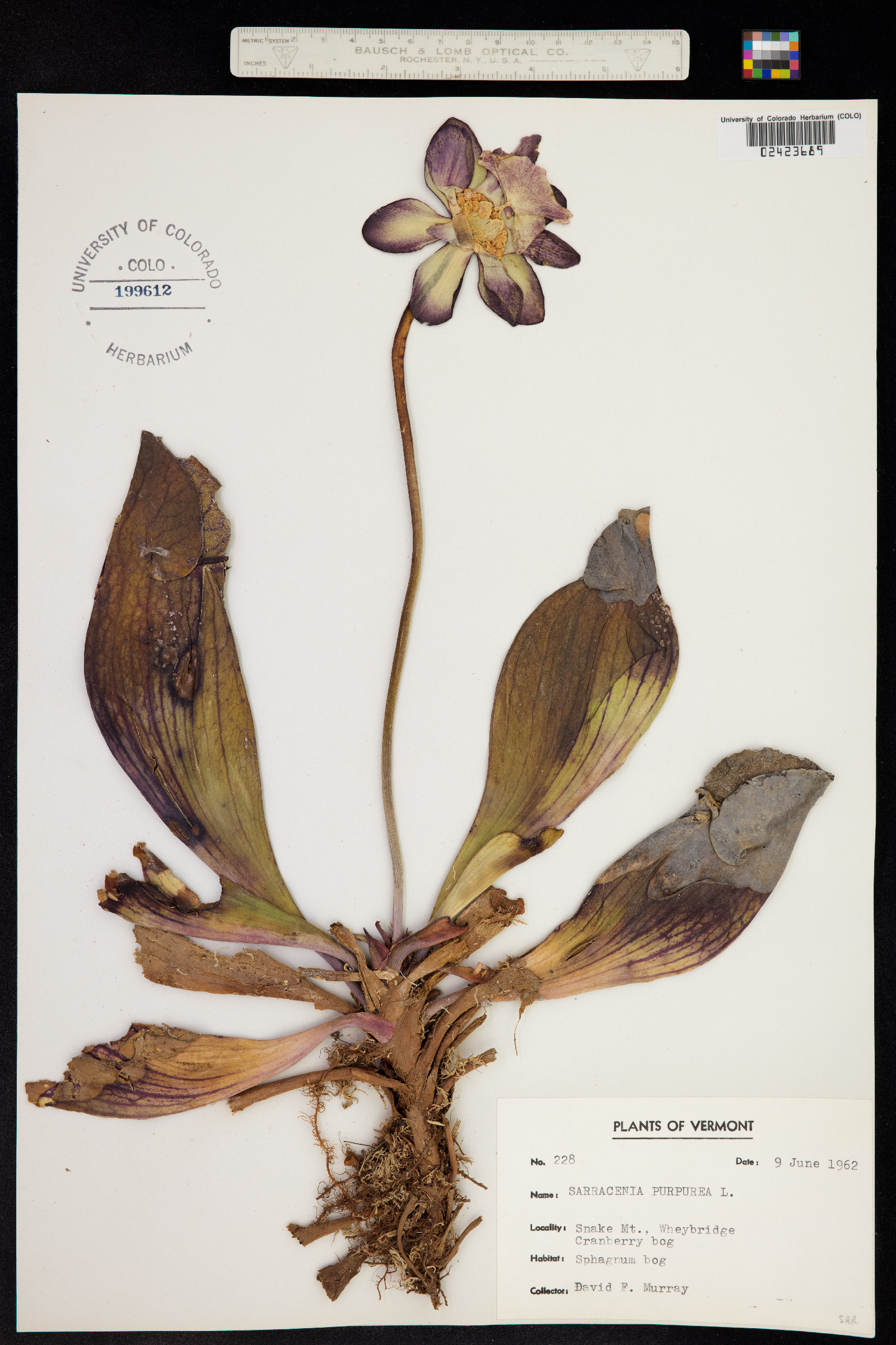 Sarracenia purpurea image