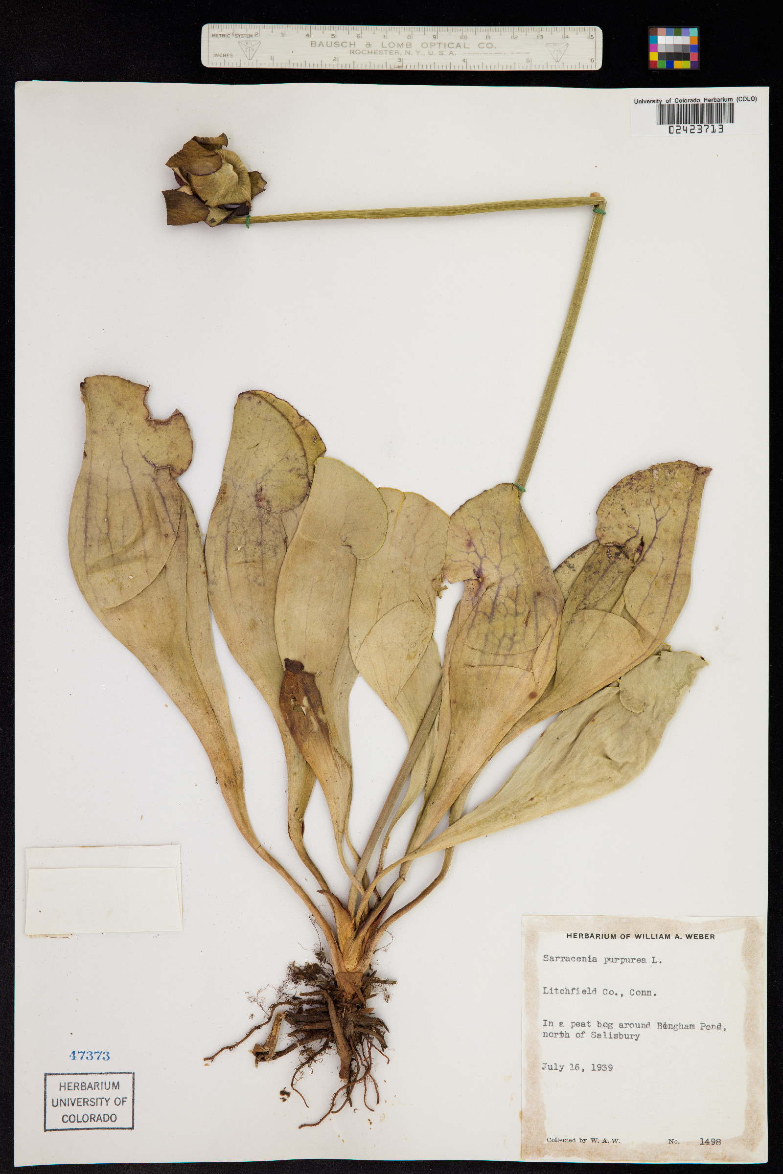 Sarracenia purpurea image