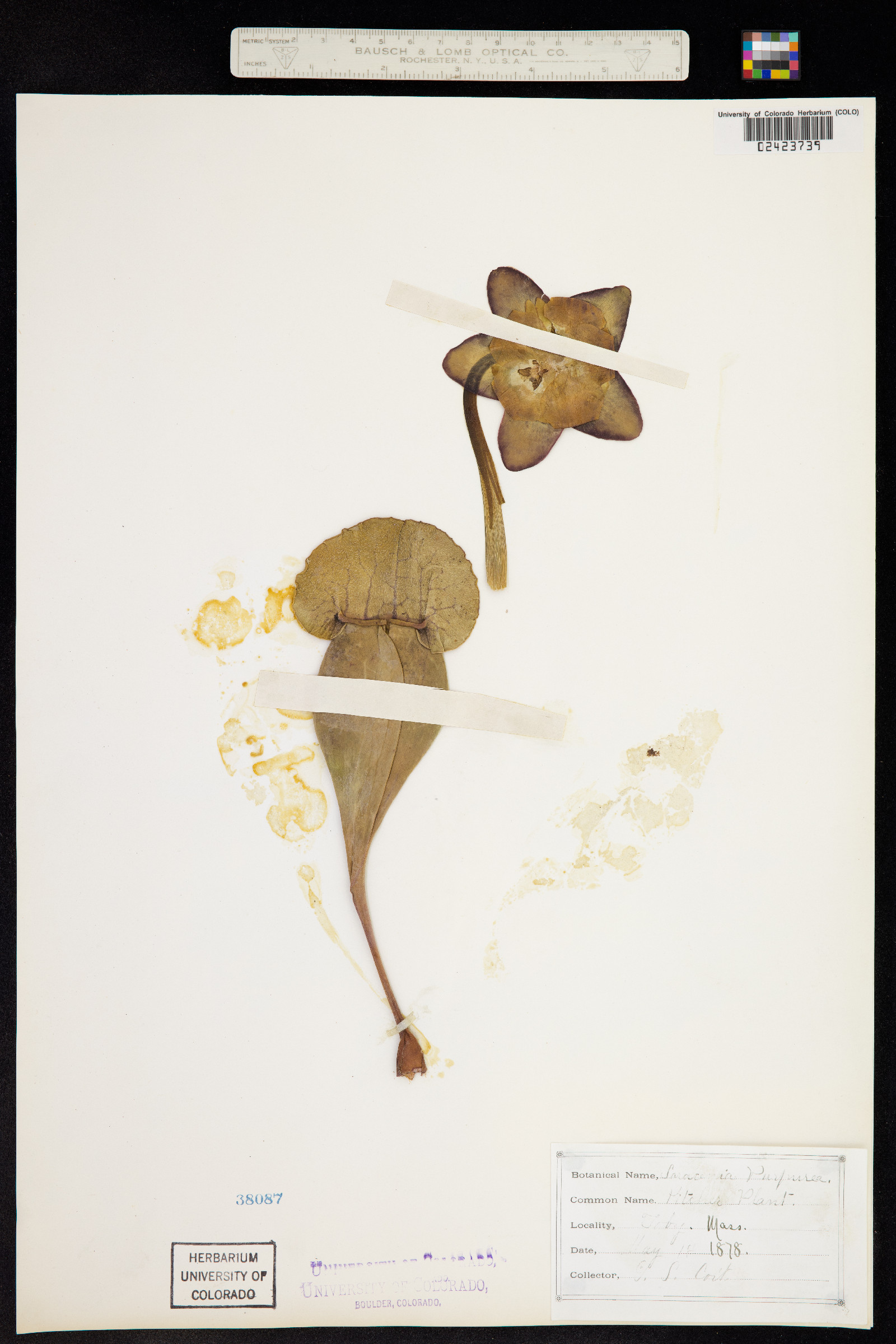 Sarracenia purpurea image