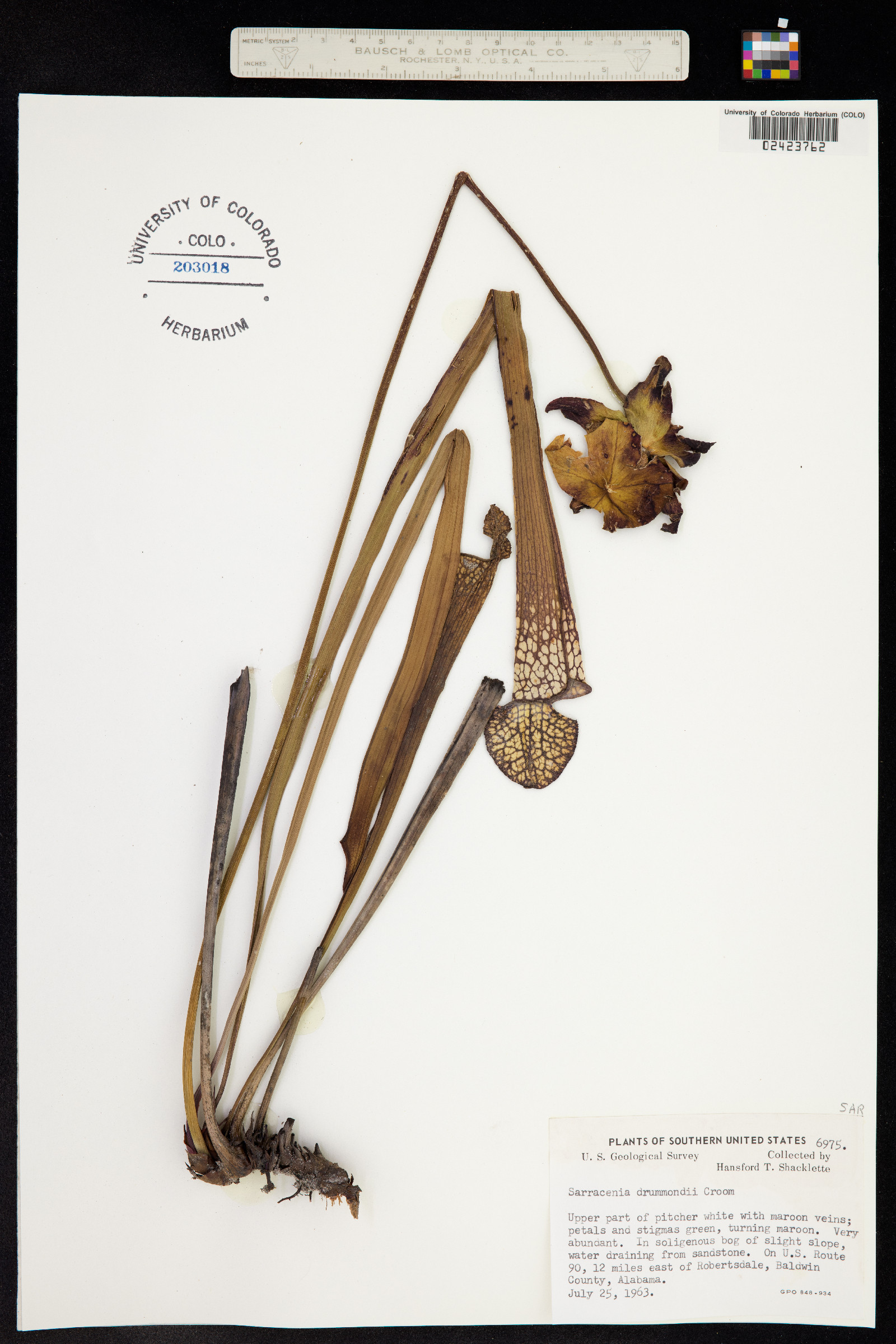 Sarracenia leucophylla image