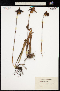 Image of Sarracenia rubra