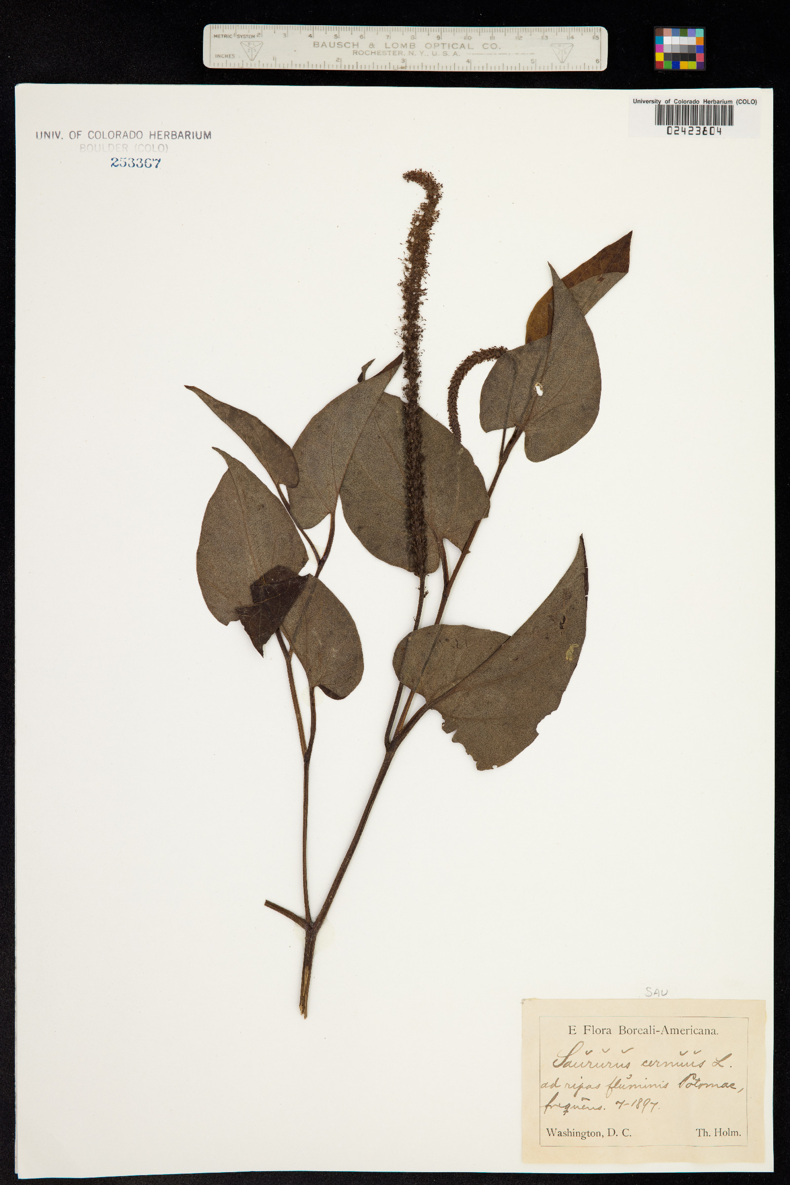 Saururus cernuus image