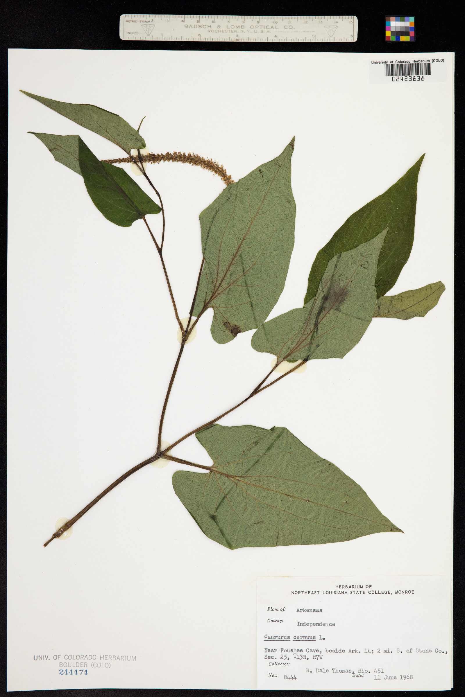 Saururus cernuus image