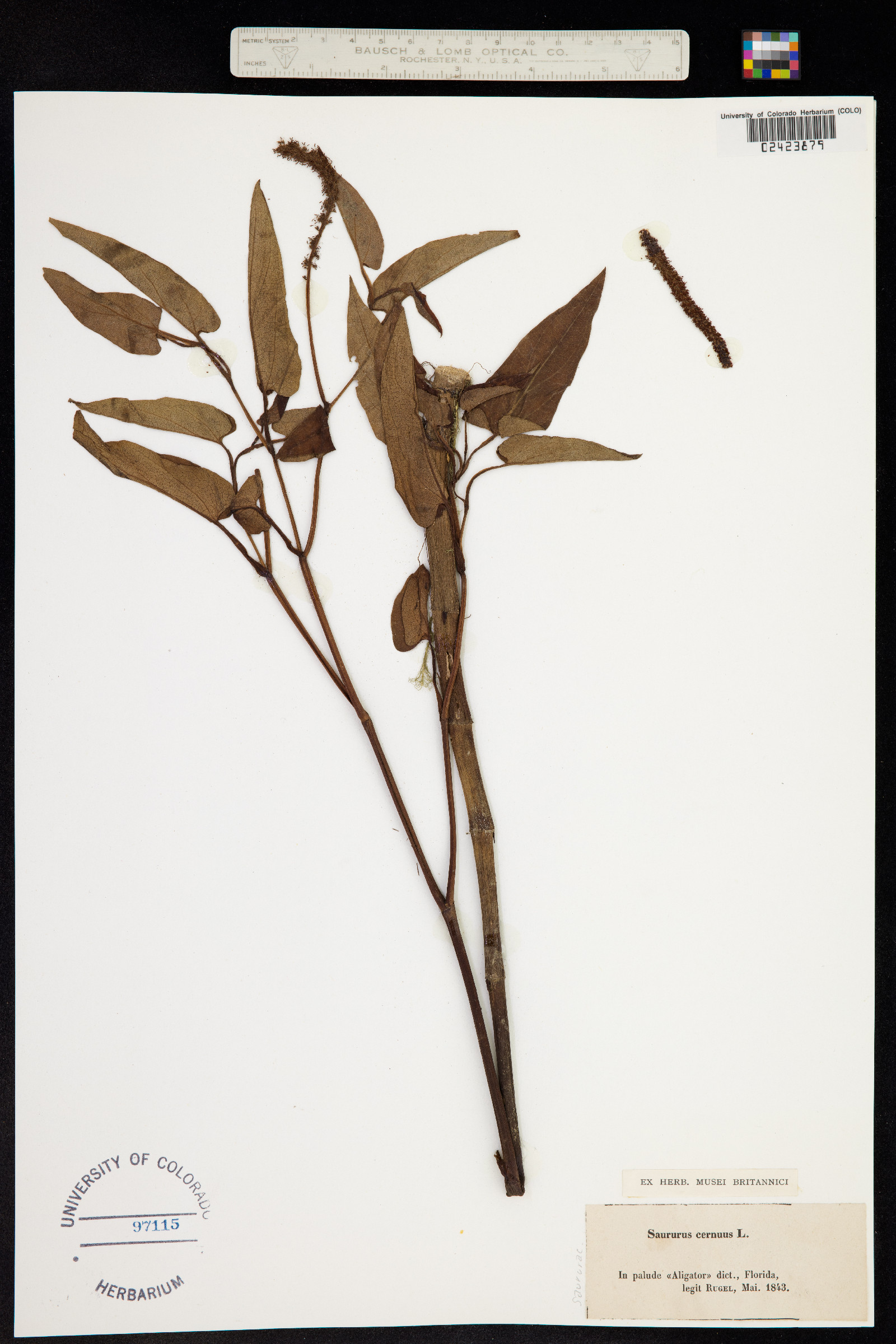 Saururus cernuus image