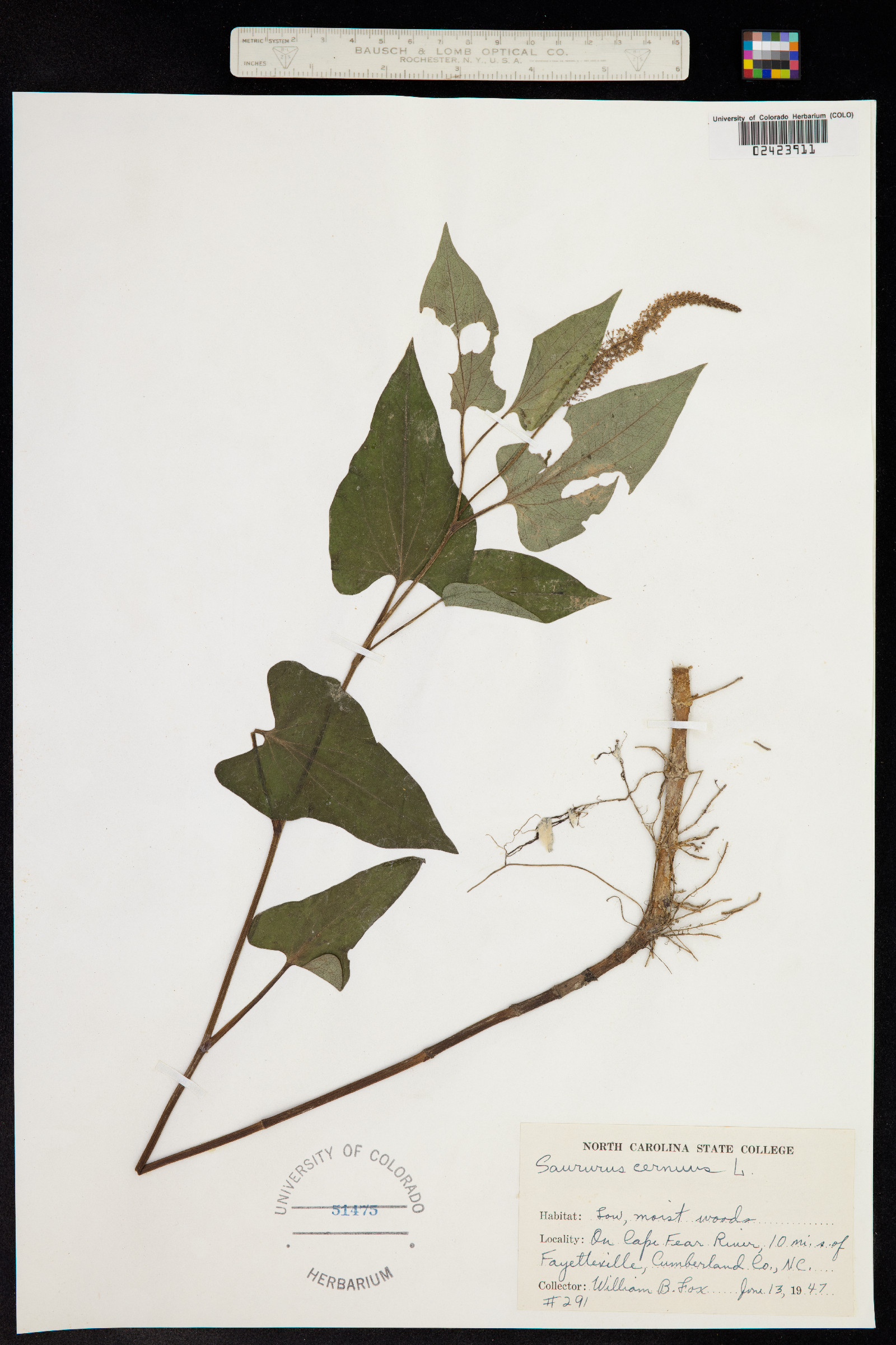 Saururus cernuus image