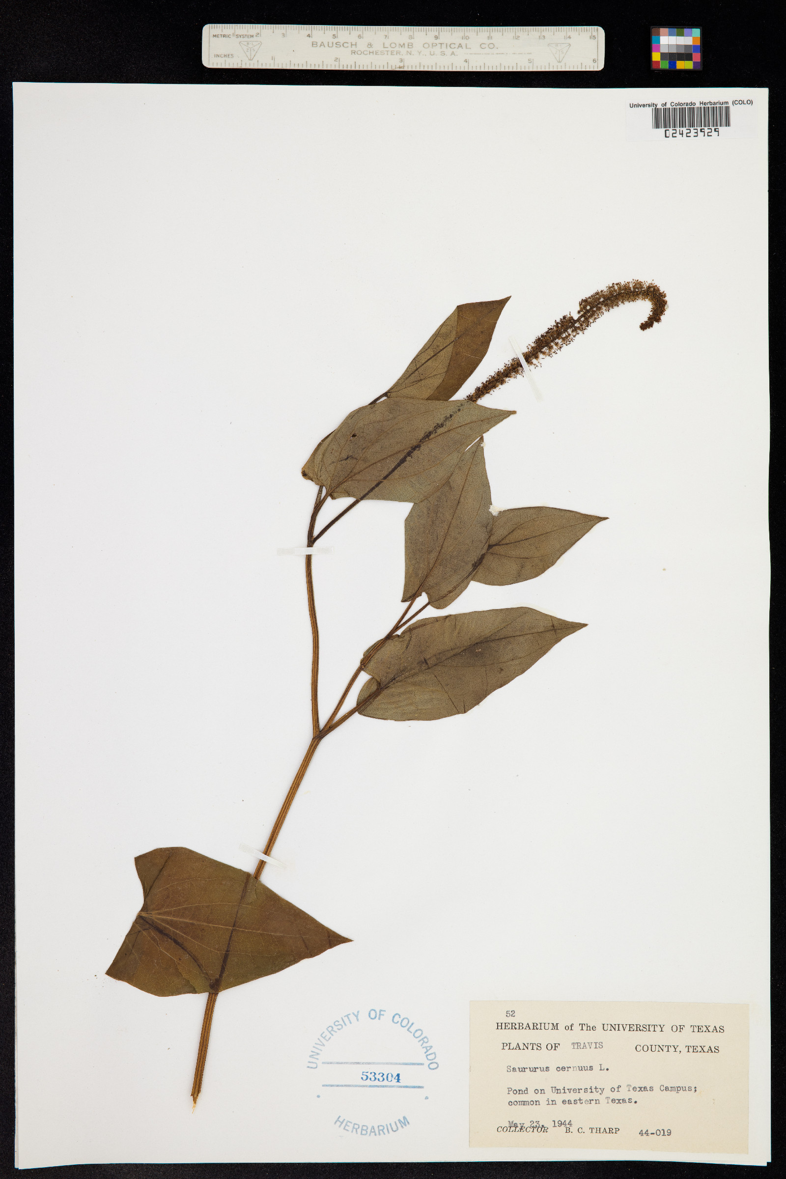 Saururus image