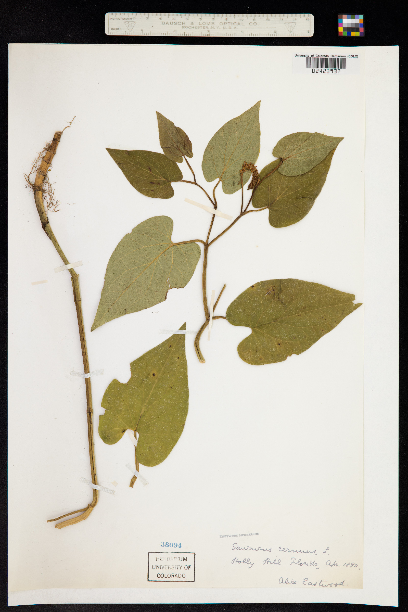 Saururus cernuus image