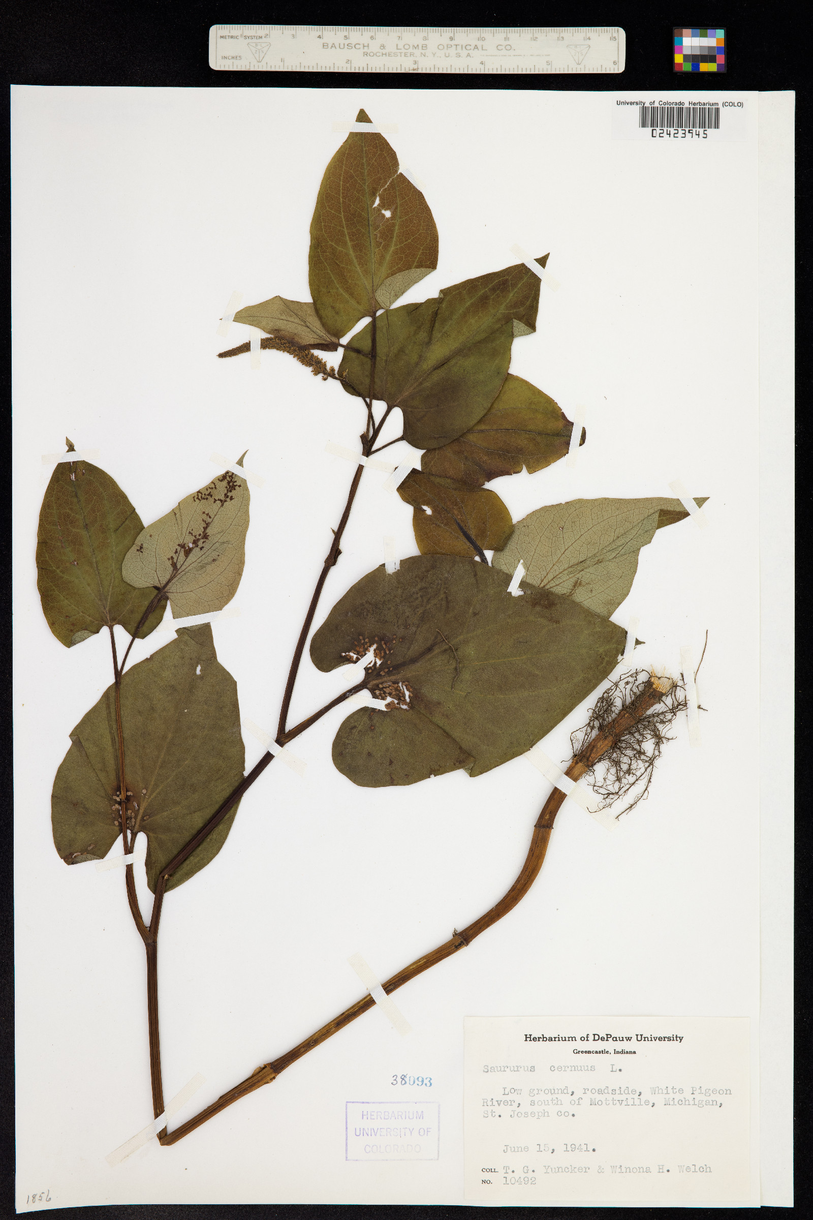 Saururus image