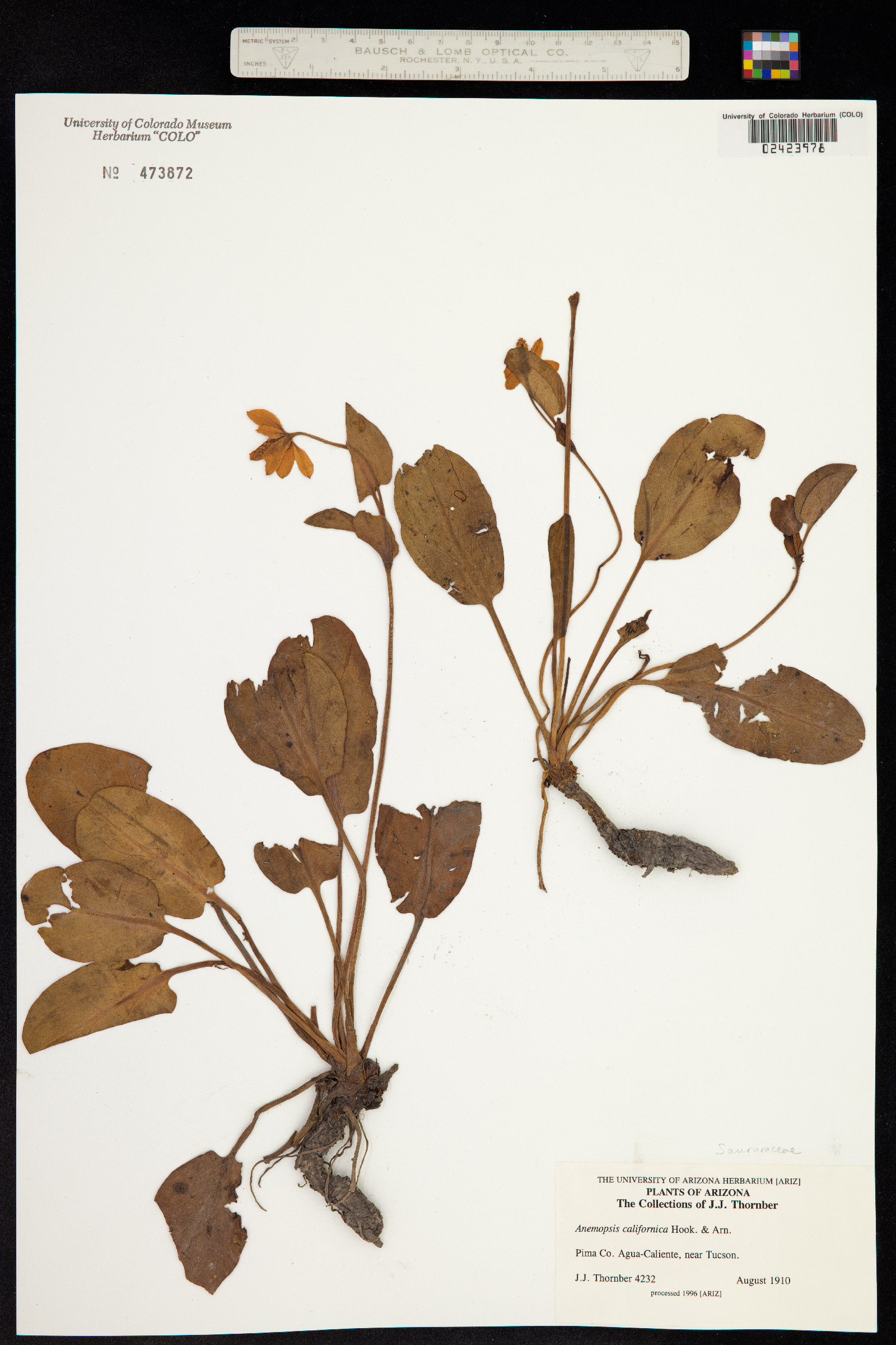 Anemopsis californica image