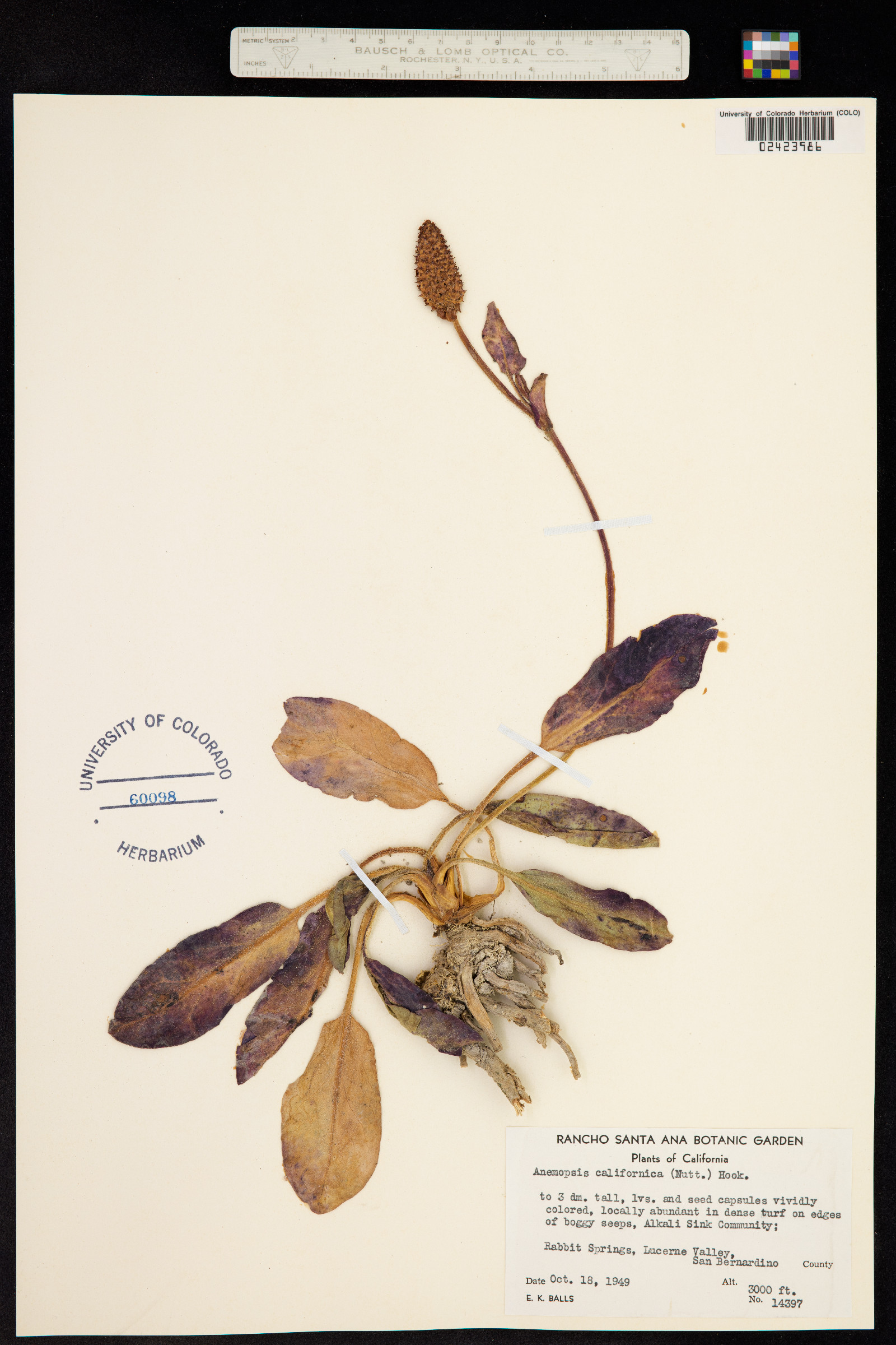Anemopsis californica image