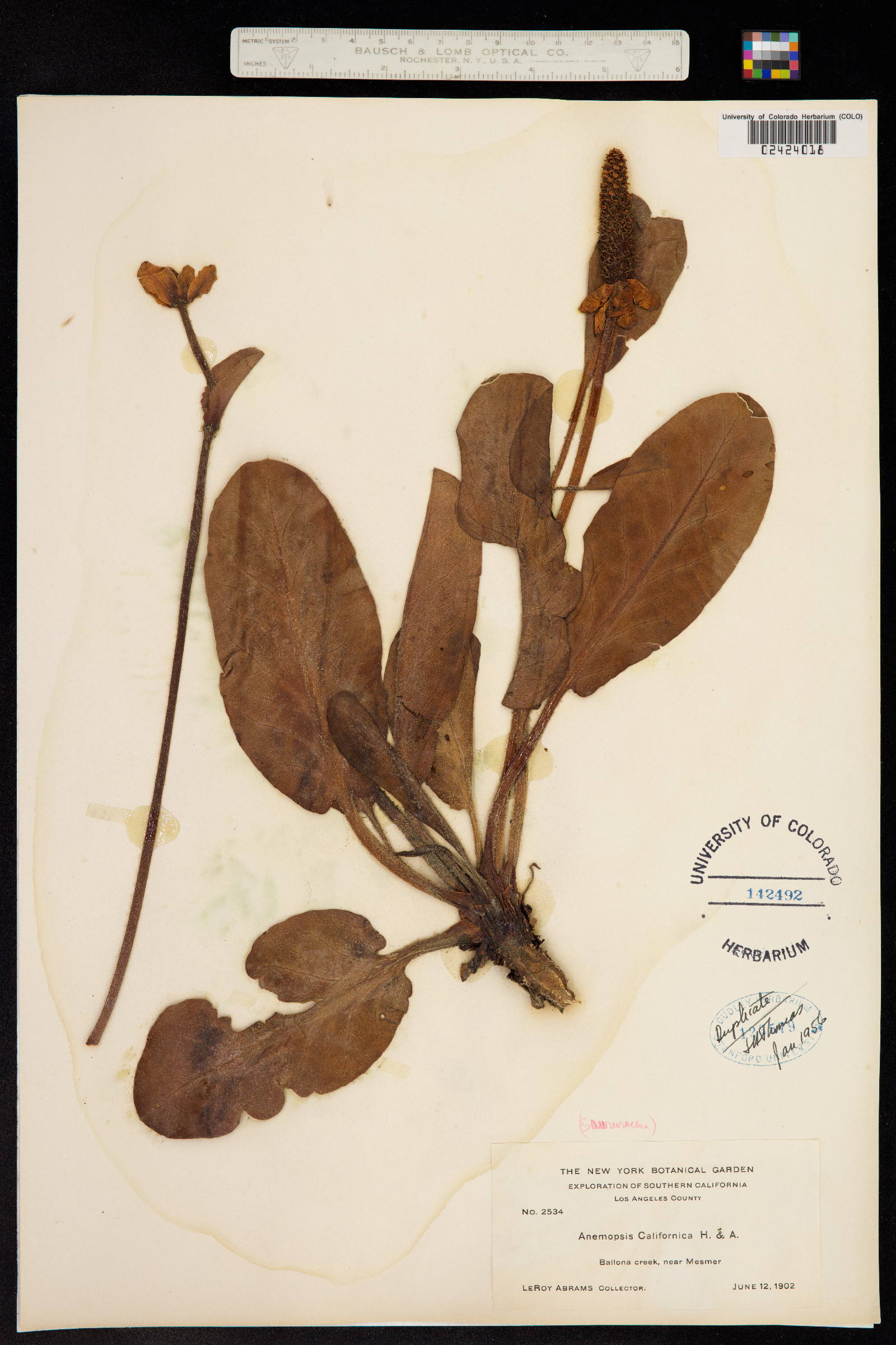 Anemopsis californica image