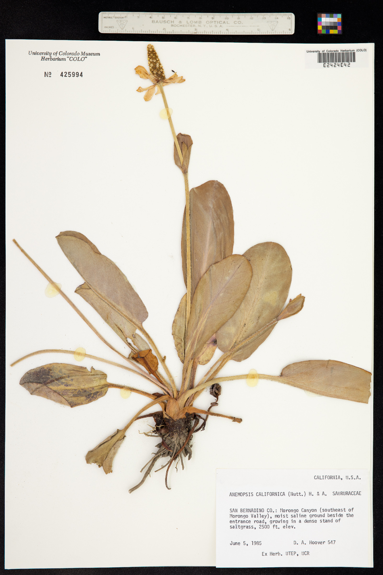 Anemopsis californica image
