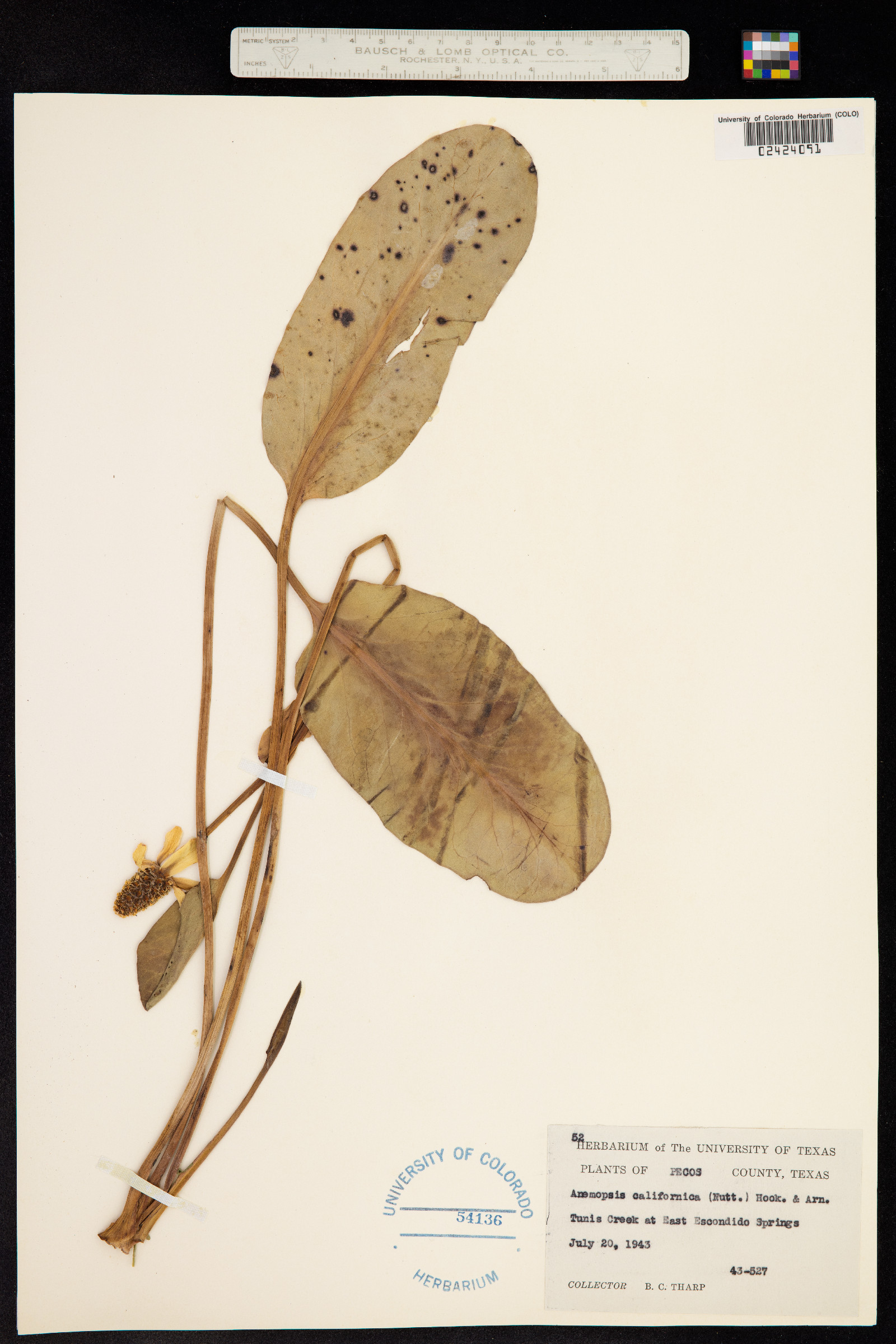 Anemopsis californica image