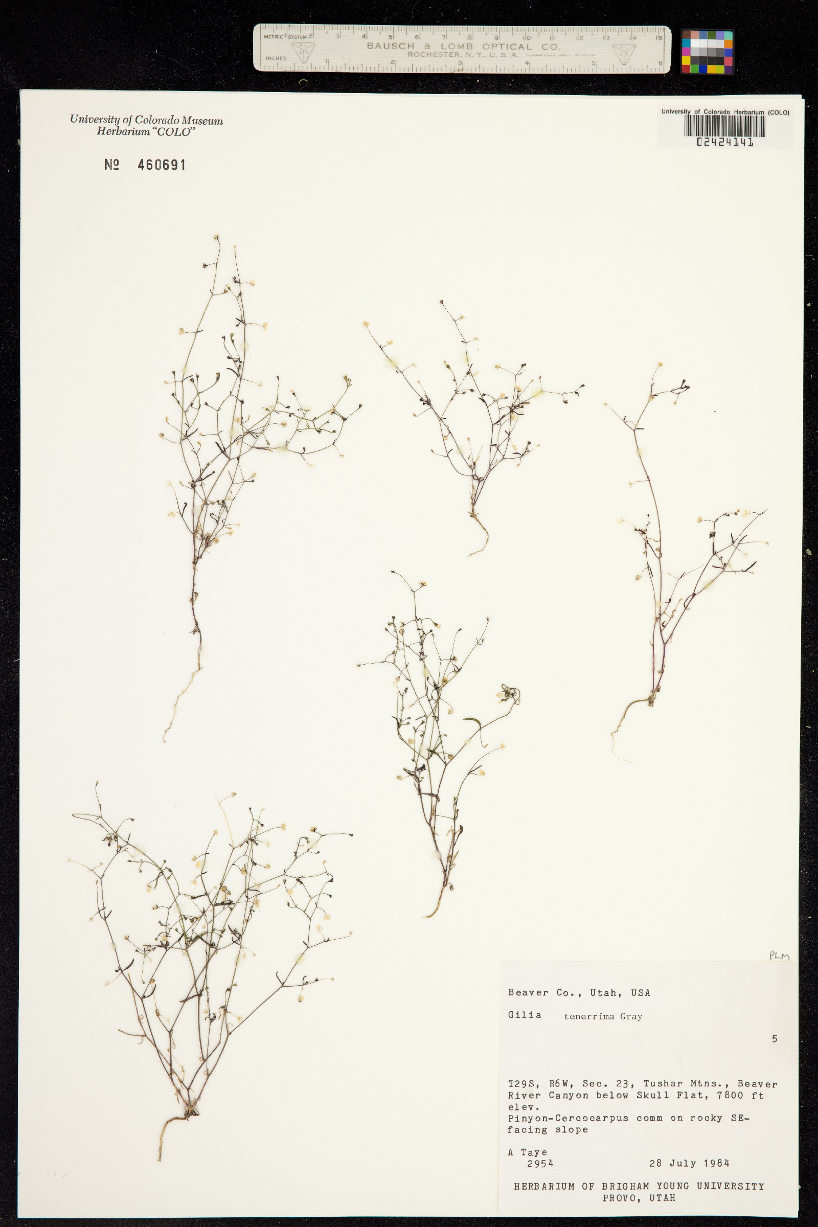 Lathrocasis tenerrima image