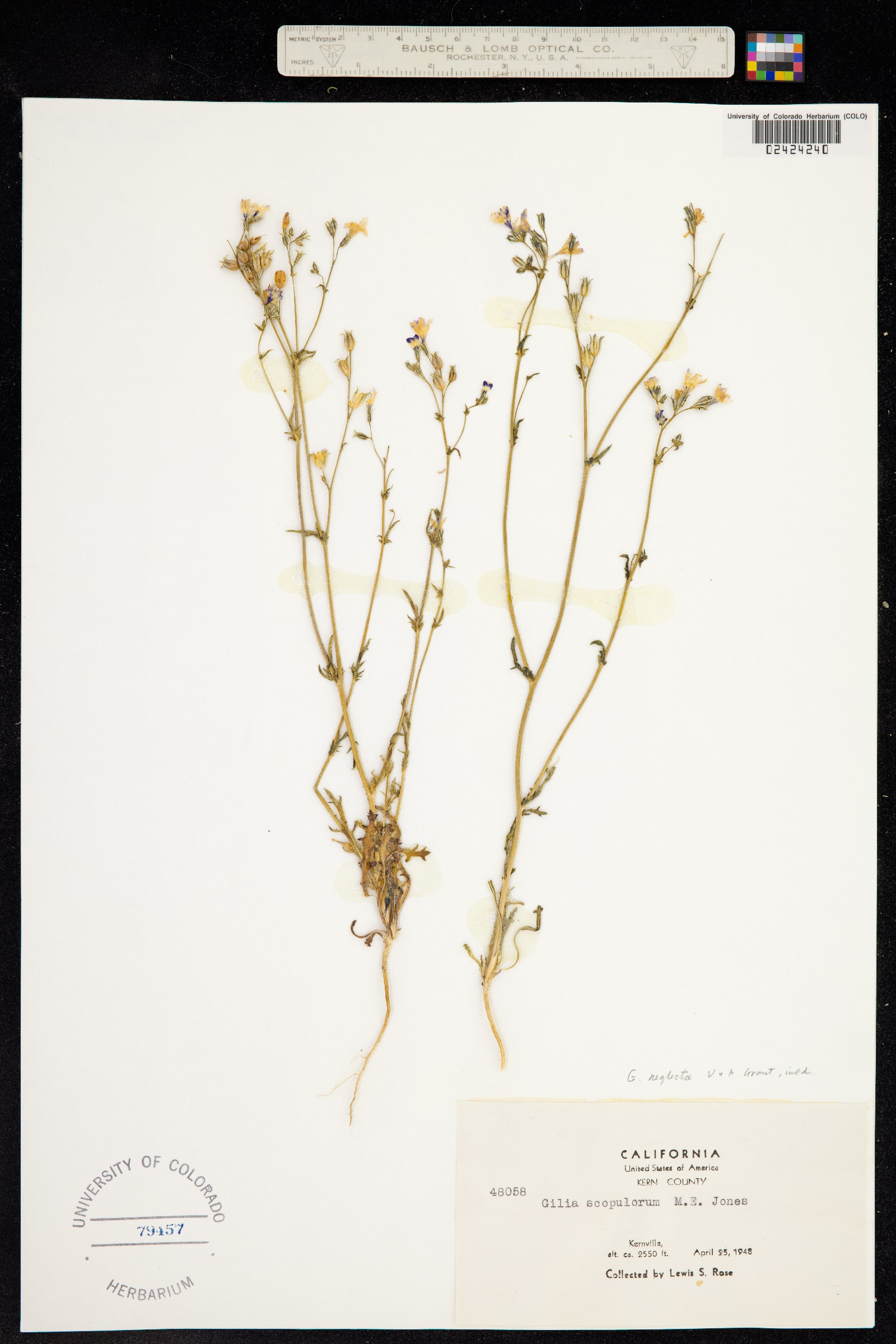 Gilia tenuiflora image