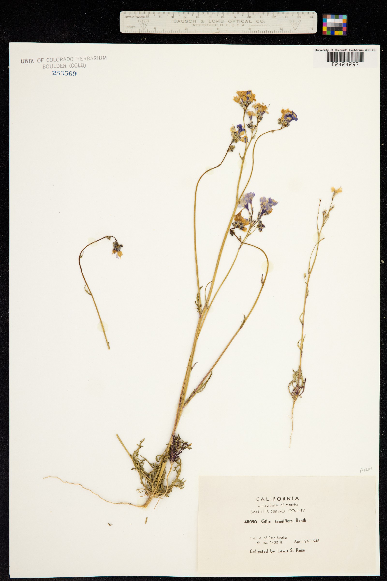 Gilia tenuiflora image