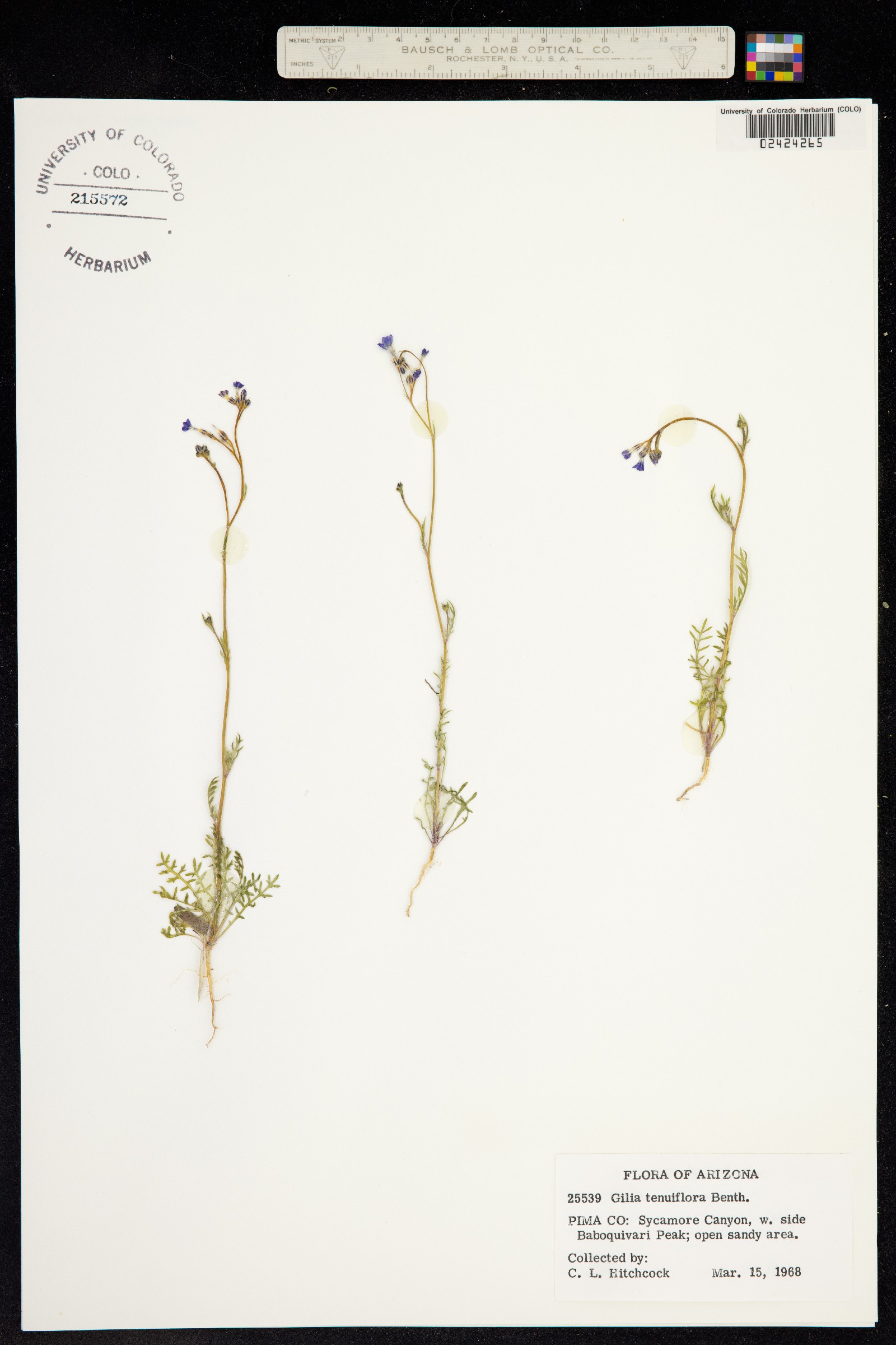 Gilia tenuiflora image