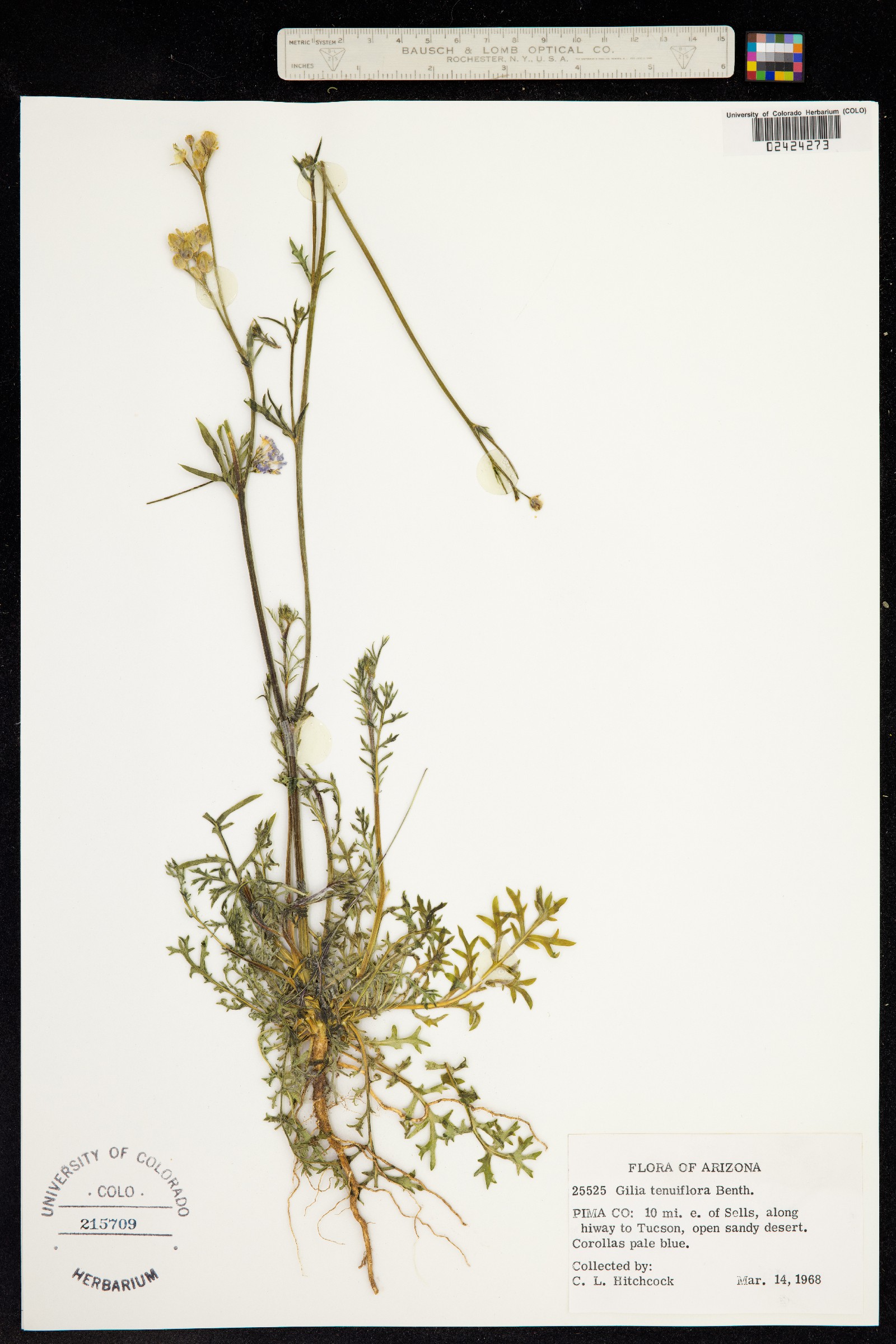 Gilia tenuiflora image