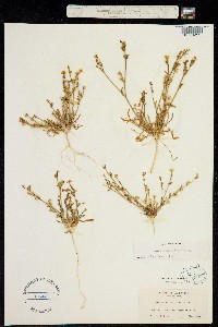 Gilia tenuiflora image