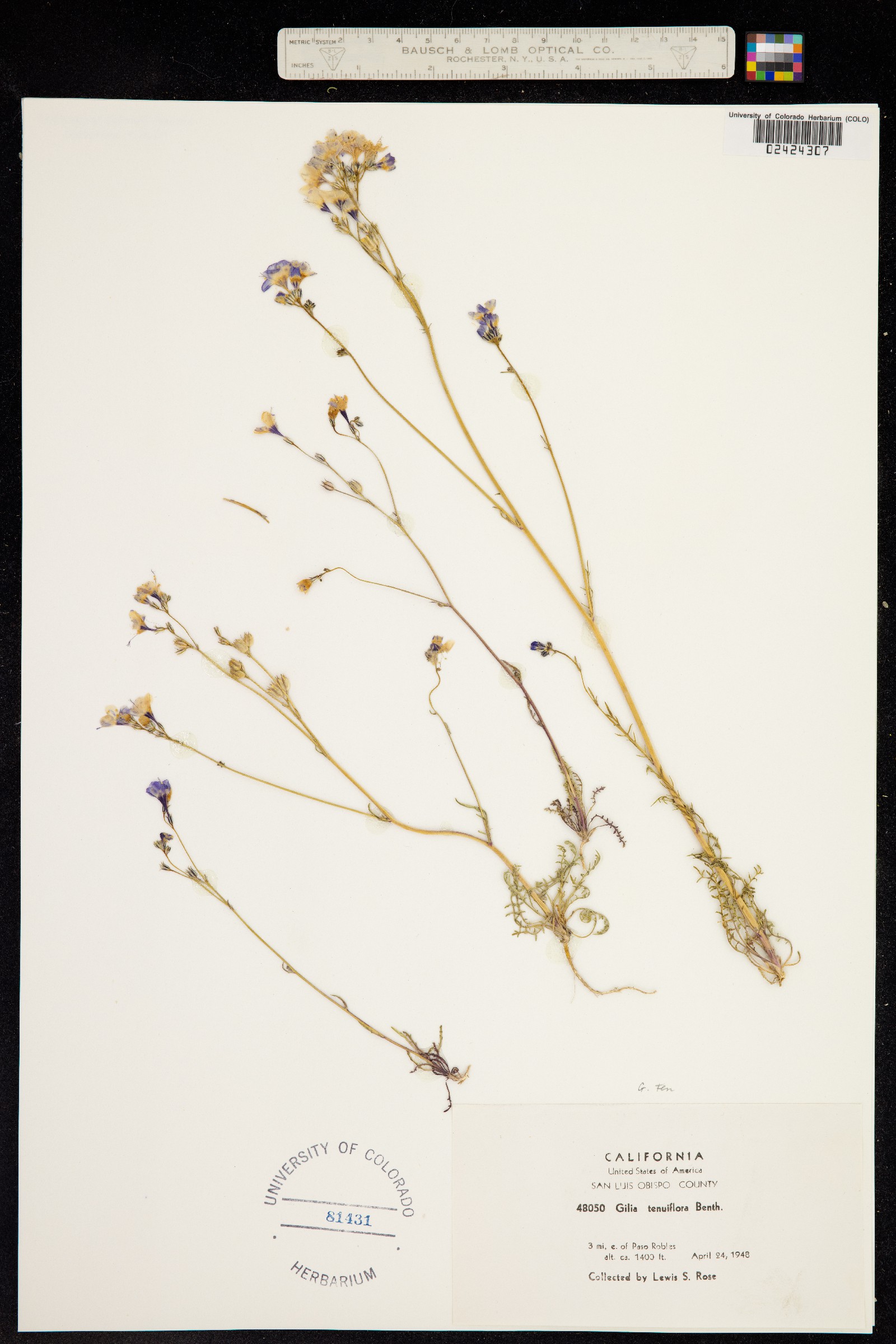 Gilia tenuiflora image