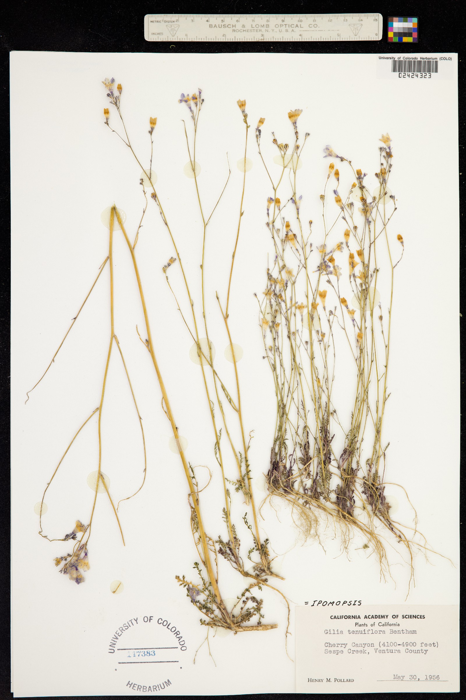 Gilia tenuiflora image