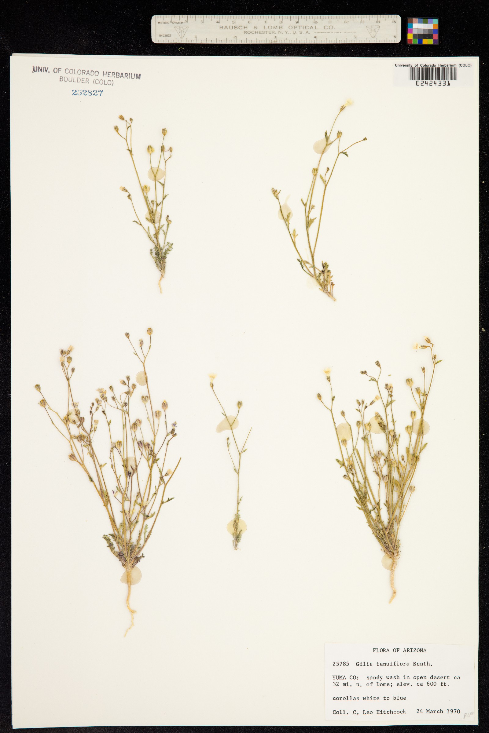 Gilia tenuiflora image