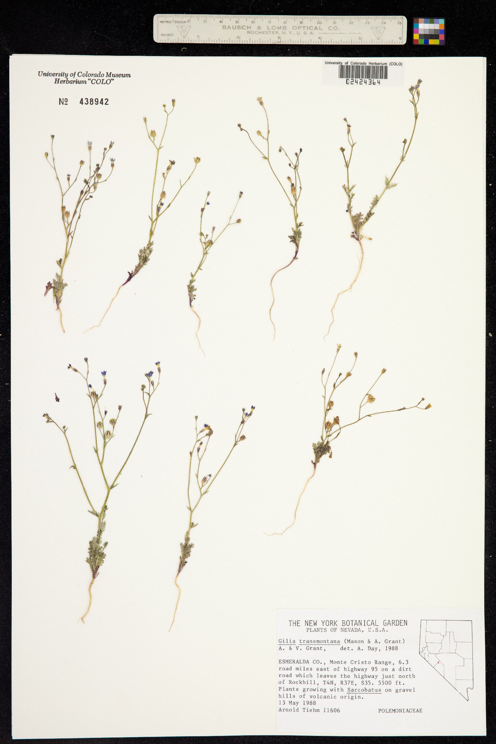 Gilia transmontana image