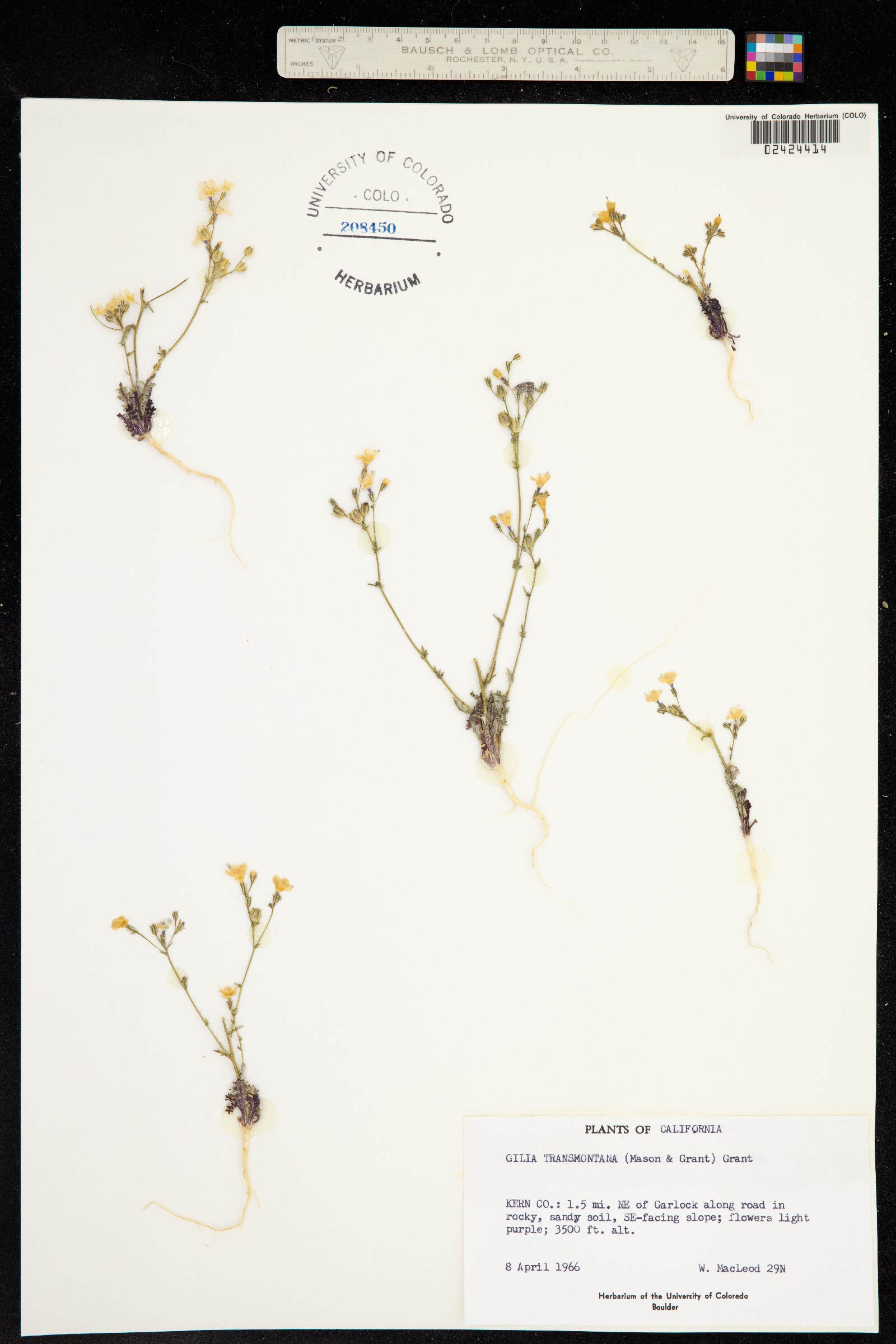 Gilia transmontana image