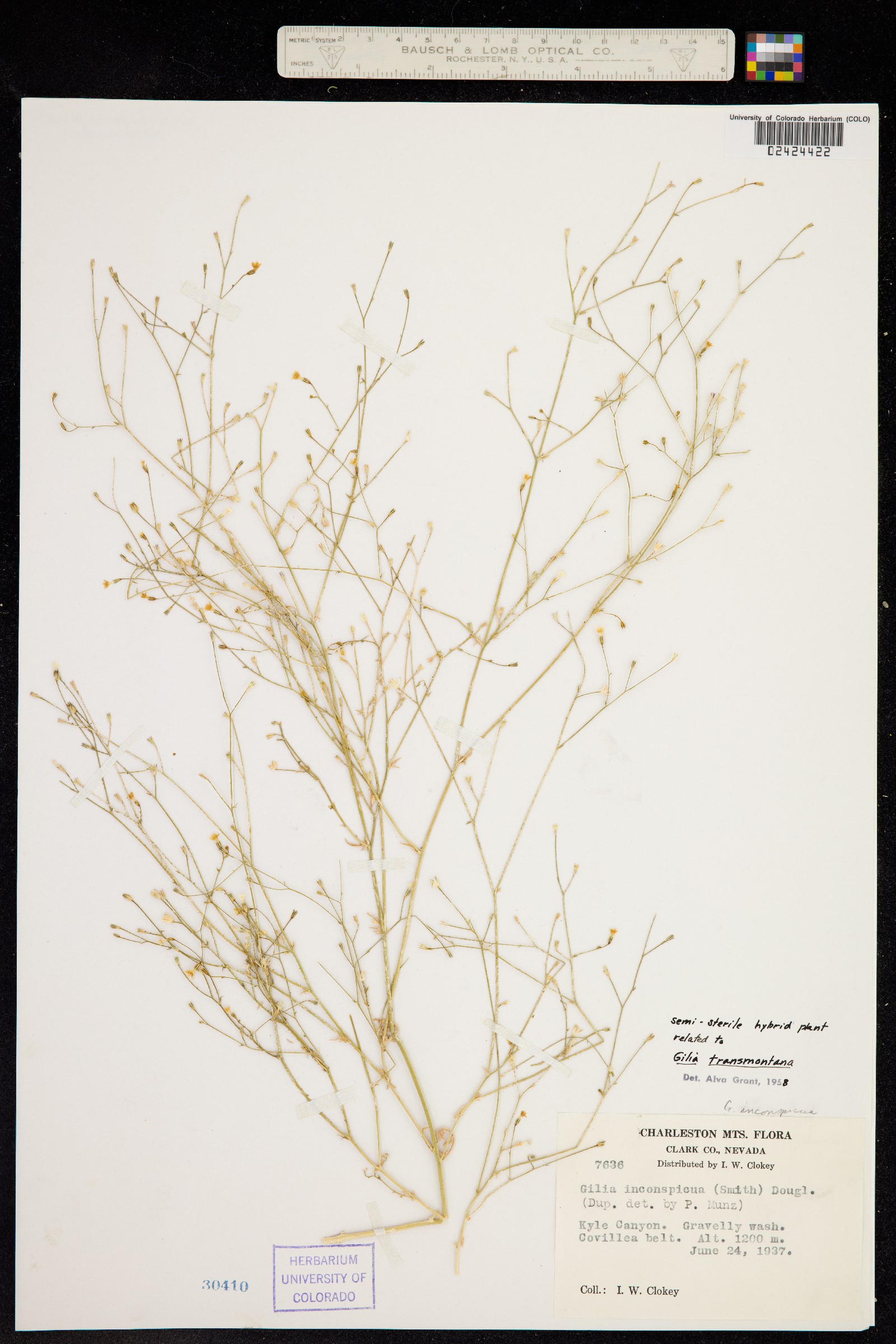 Gilia transmontana image