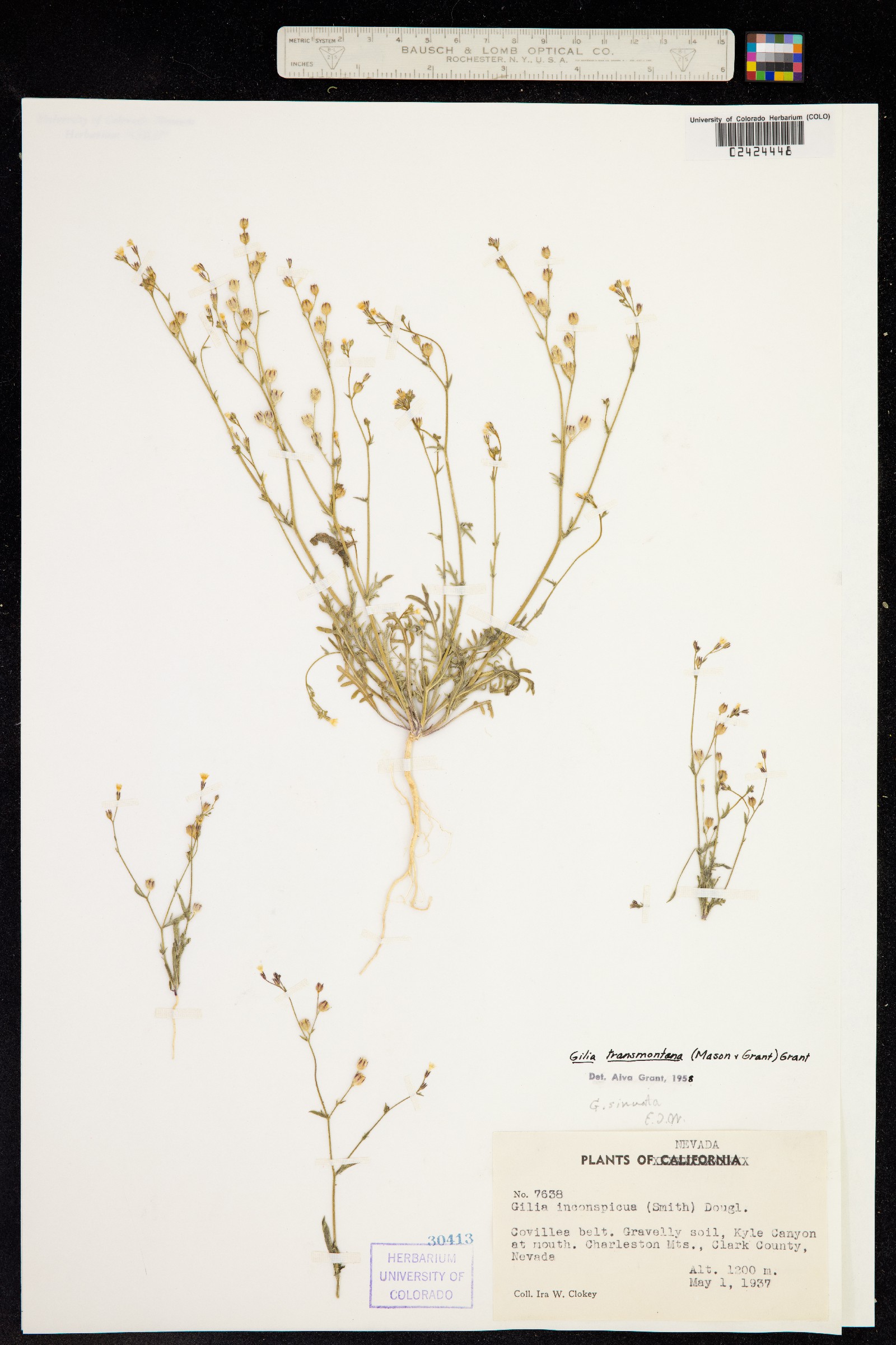 Gilia transmontana image