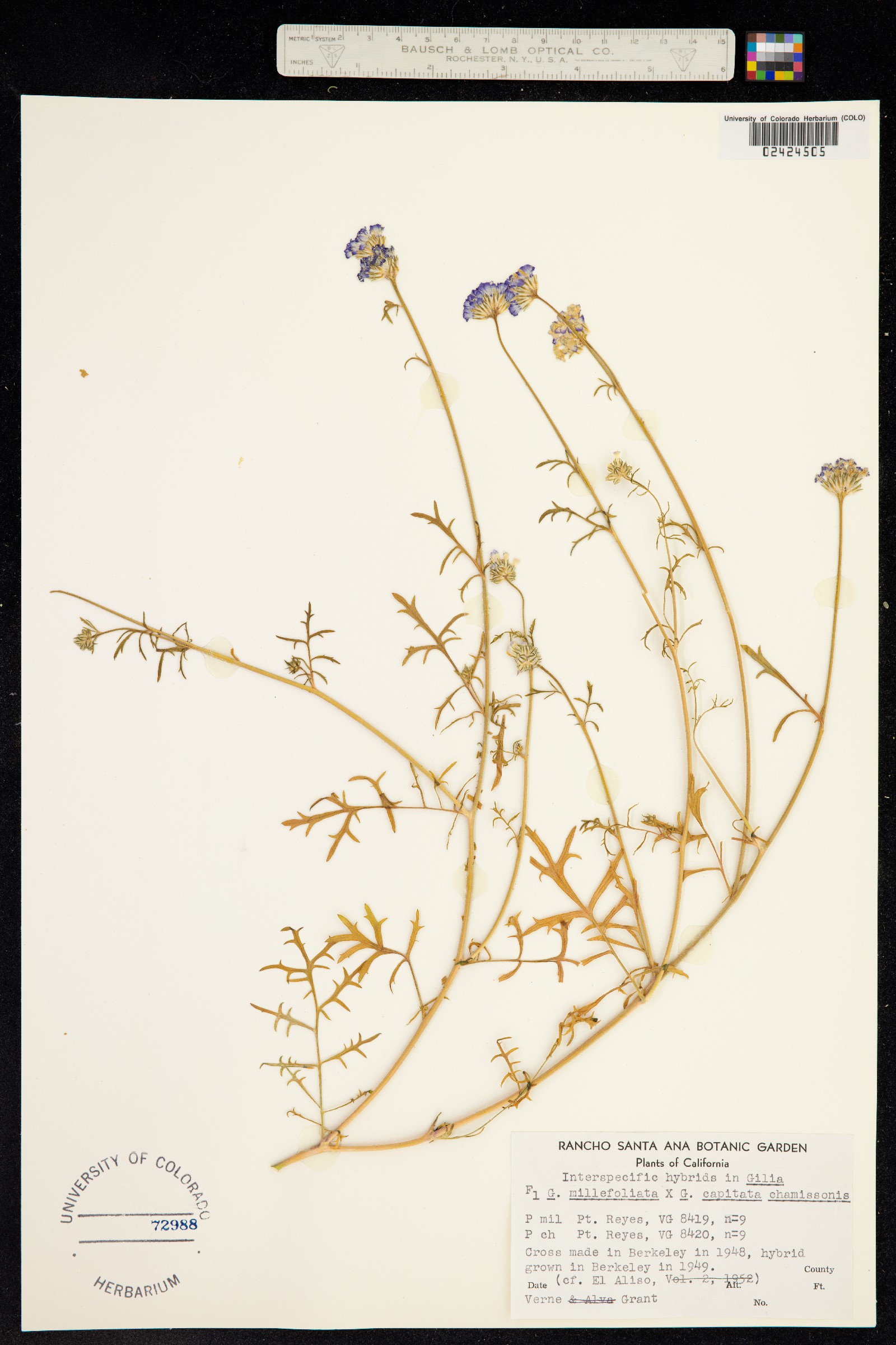 Gilia millefoliata image