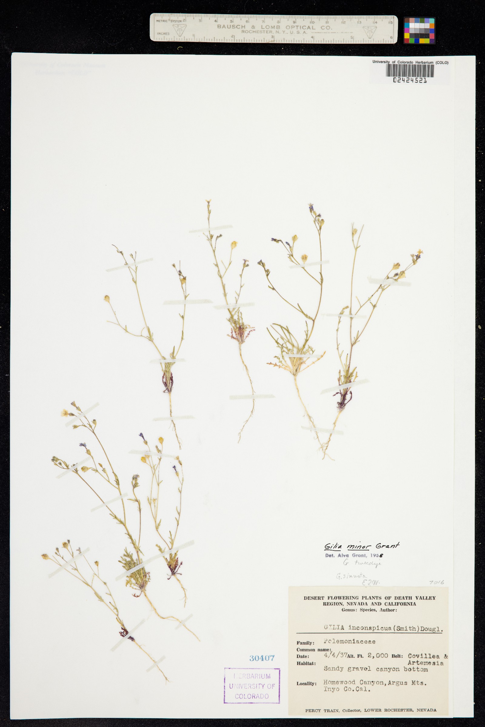 Gilia sinuata image