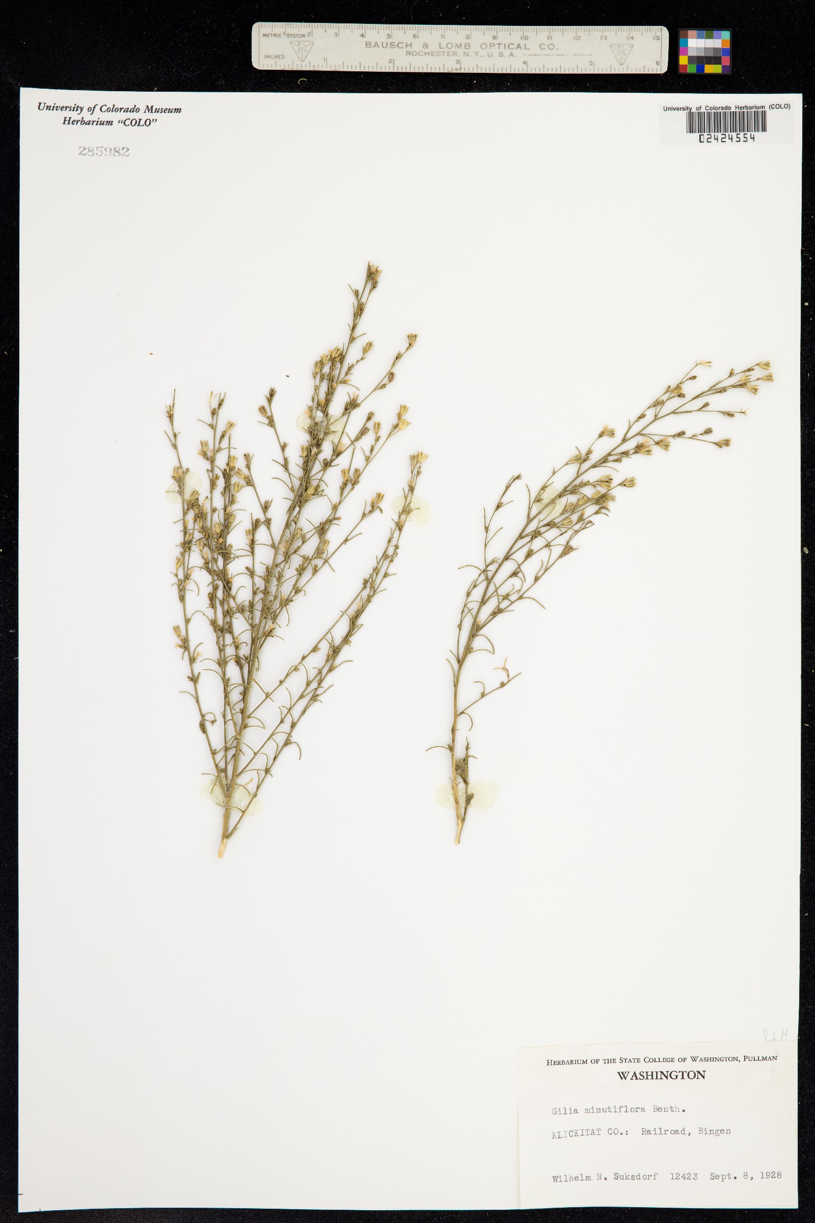 Gilia minutiflora image