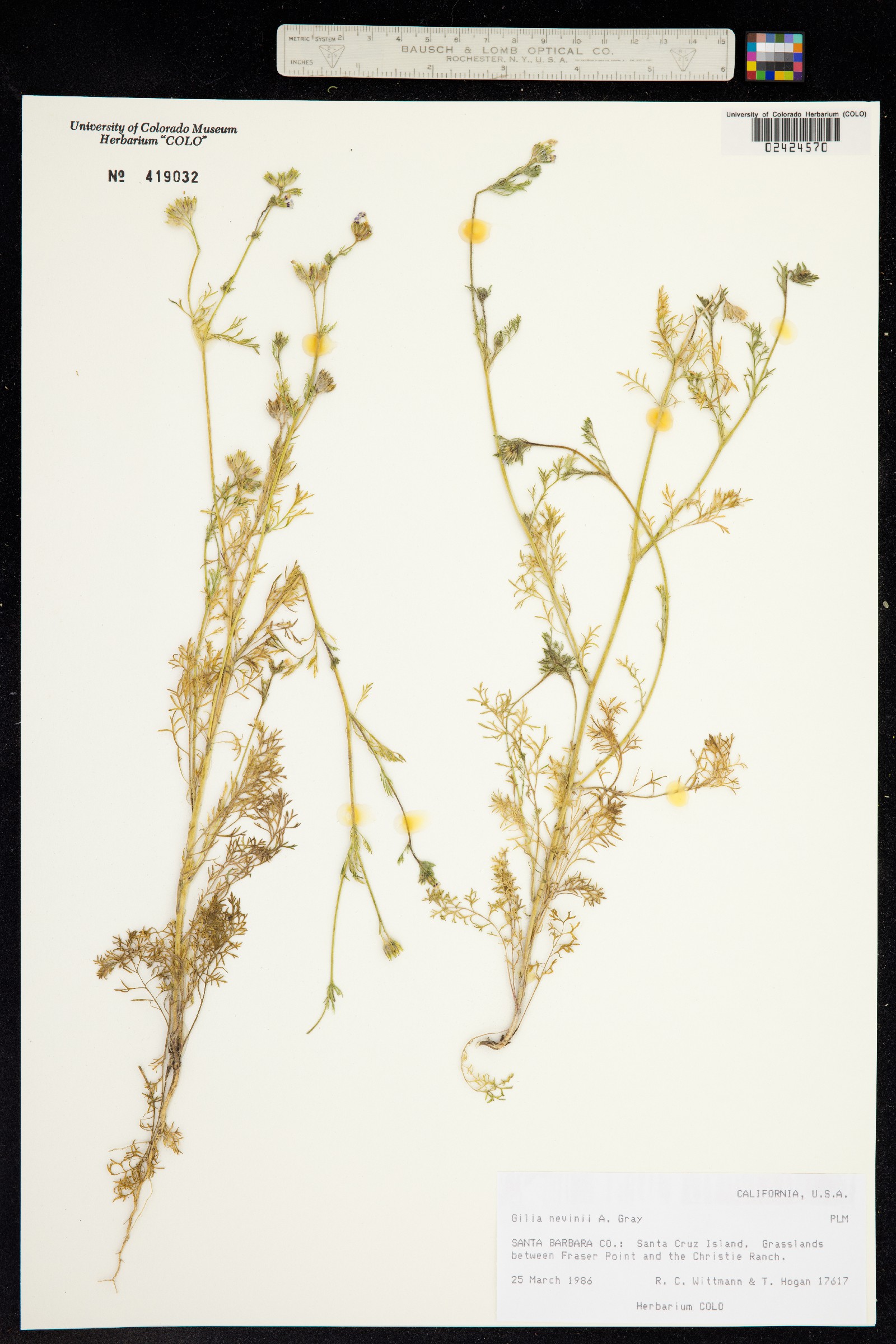 Gilia nevinii image