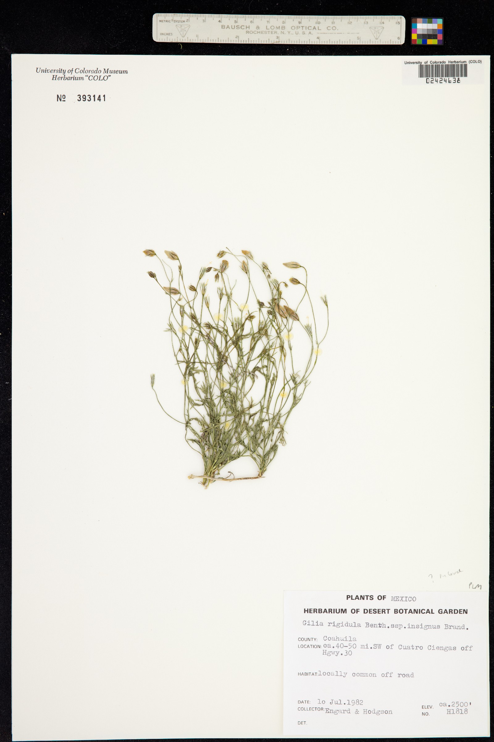 Giliastrum rigidulum image