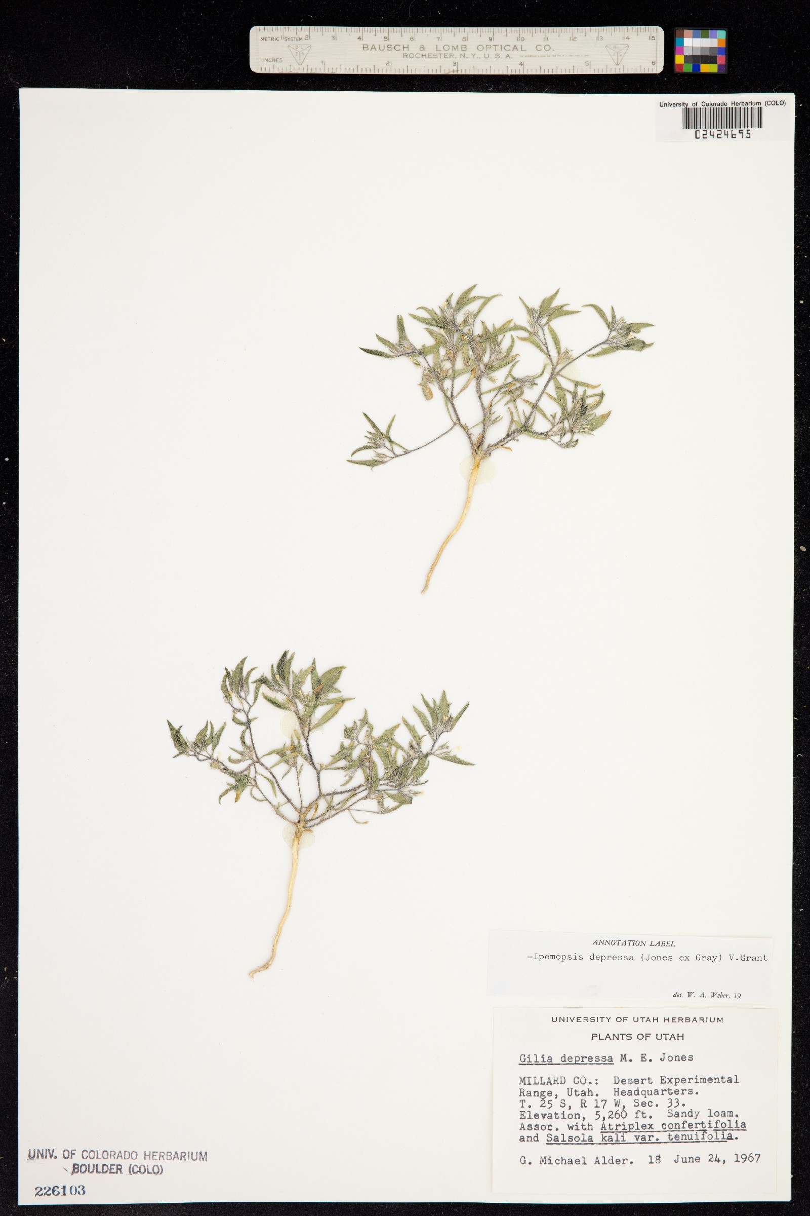 Loeseliastrum depressum image