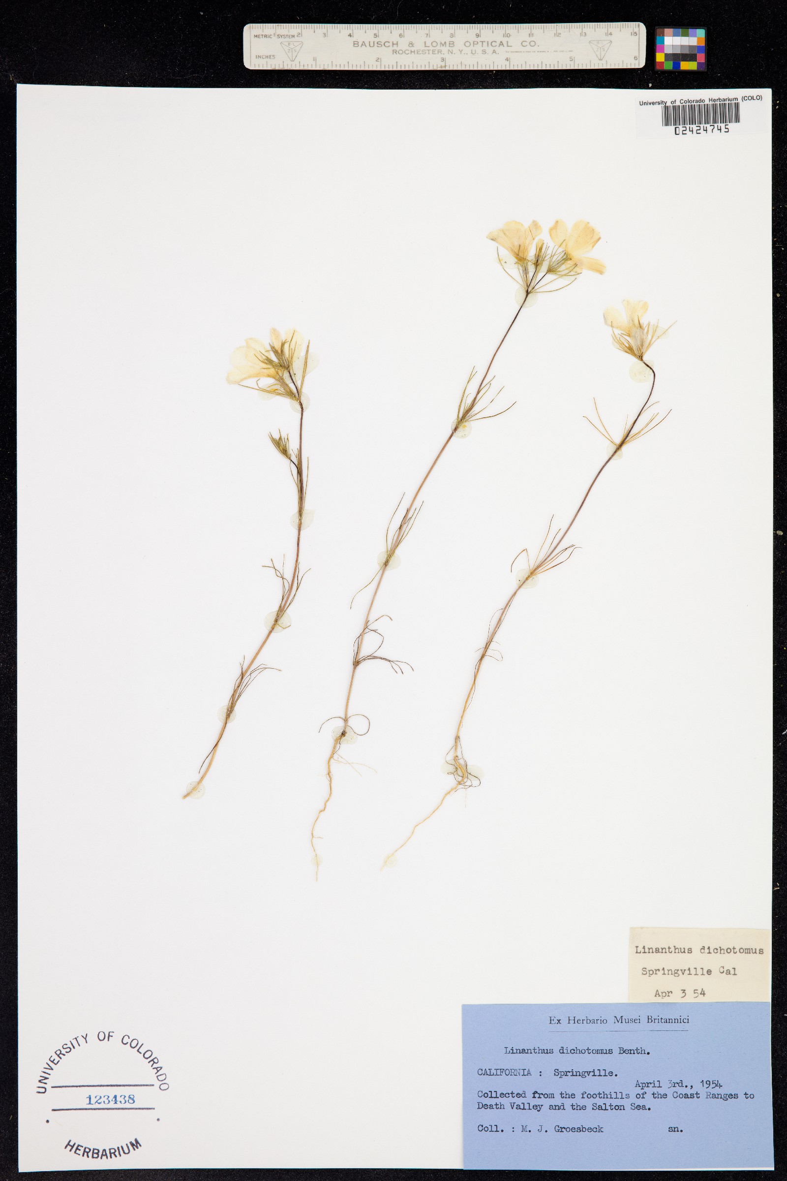 Linanthus dichotomus image