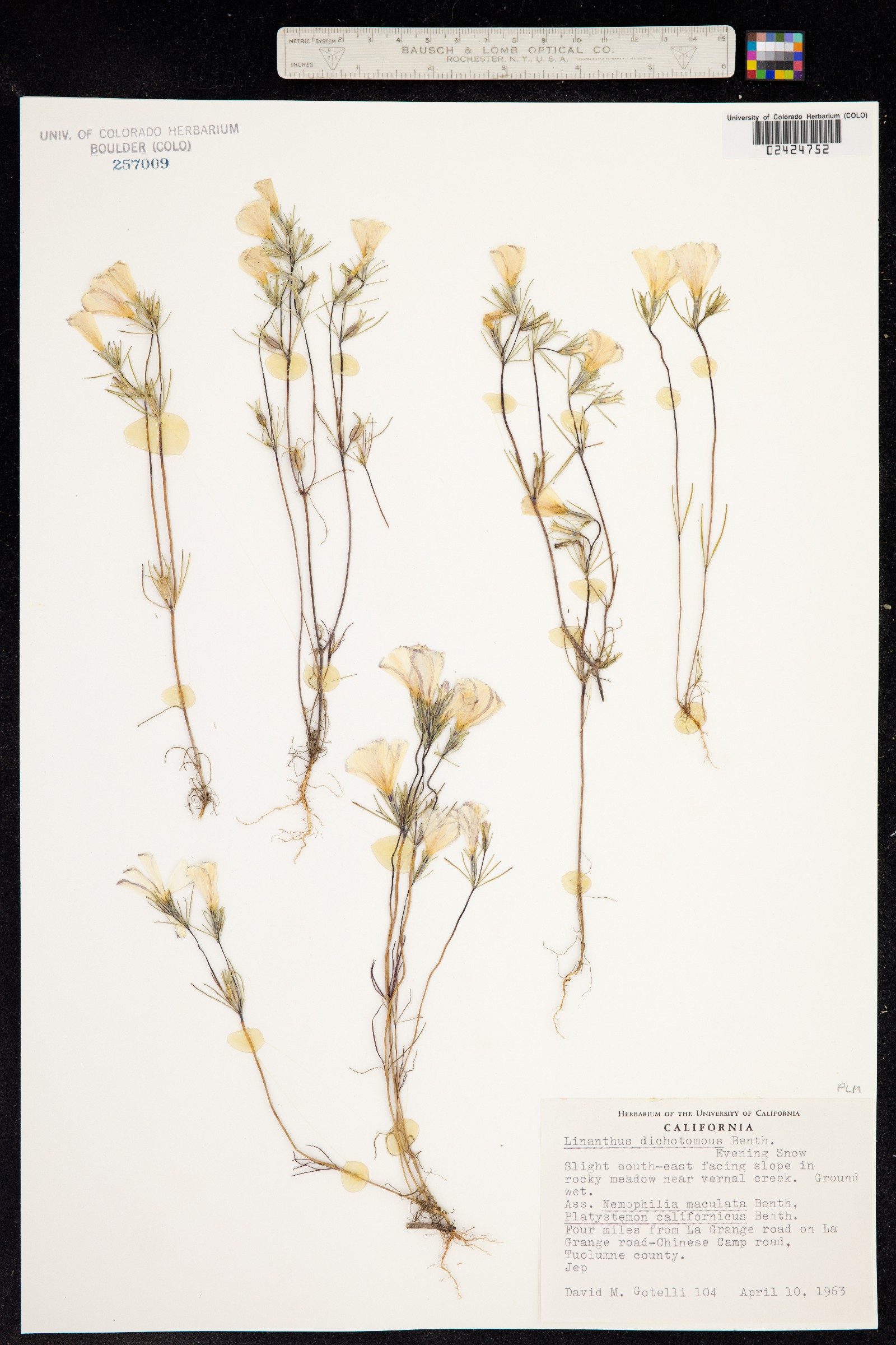 Linanthus dichotomus image