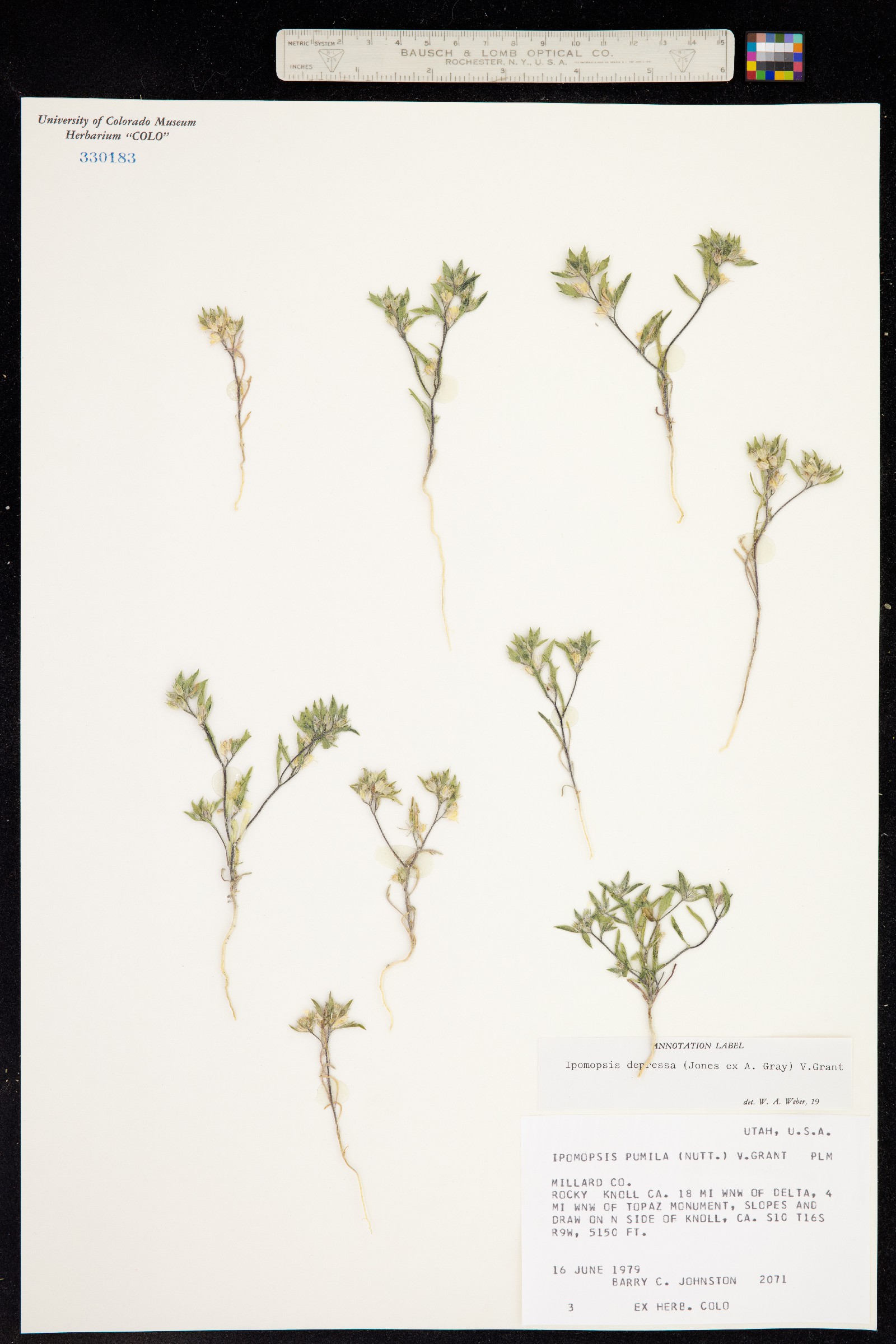 Loeseliastrum image