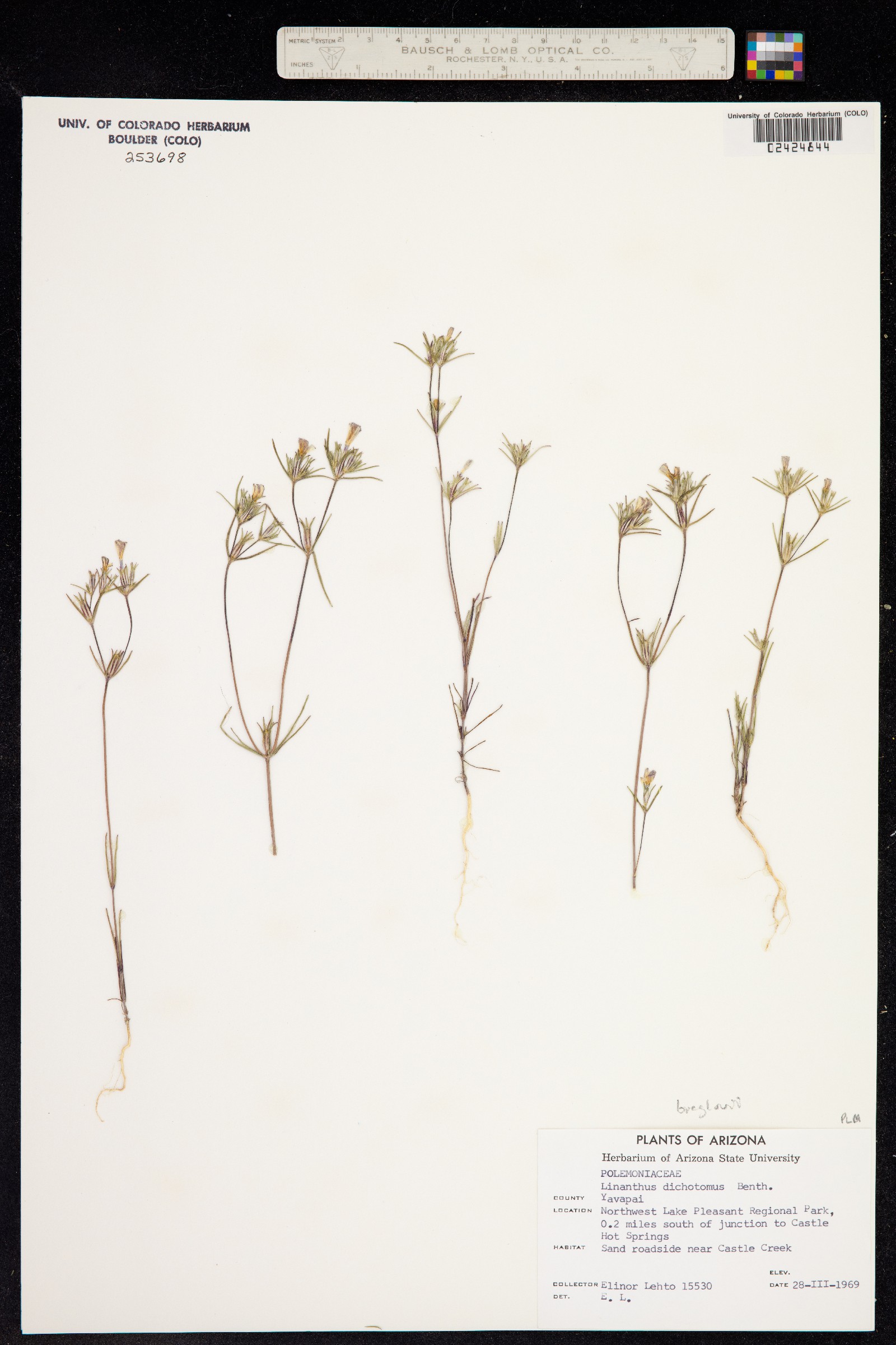 Linanthus image