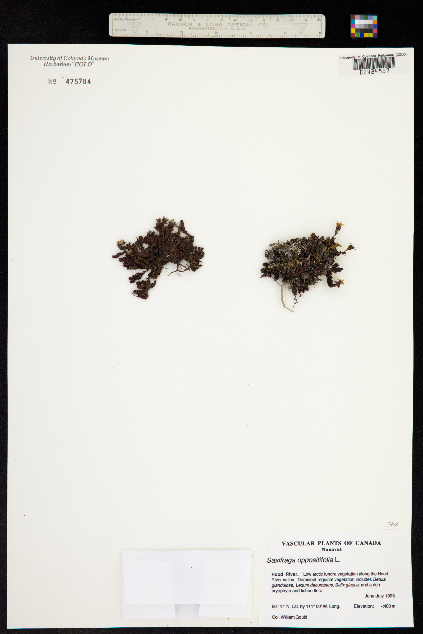 Saxifraga oppositifolia ssp. oppositifolia image