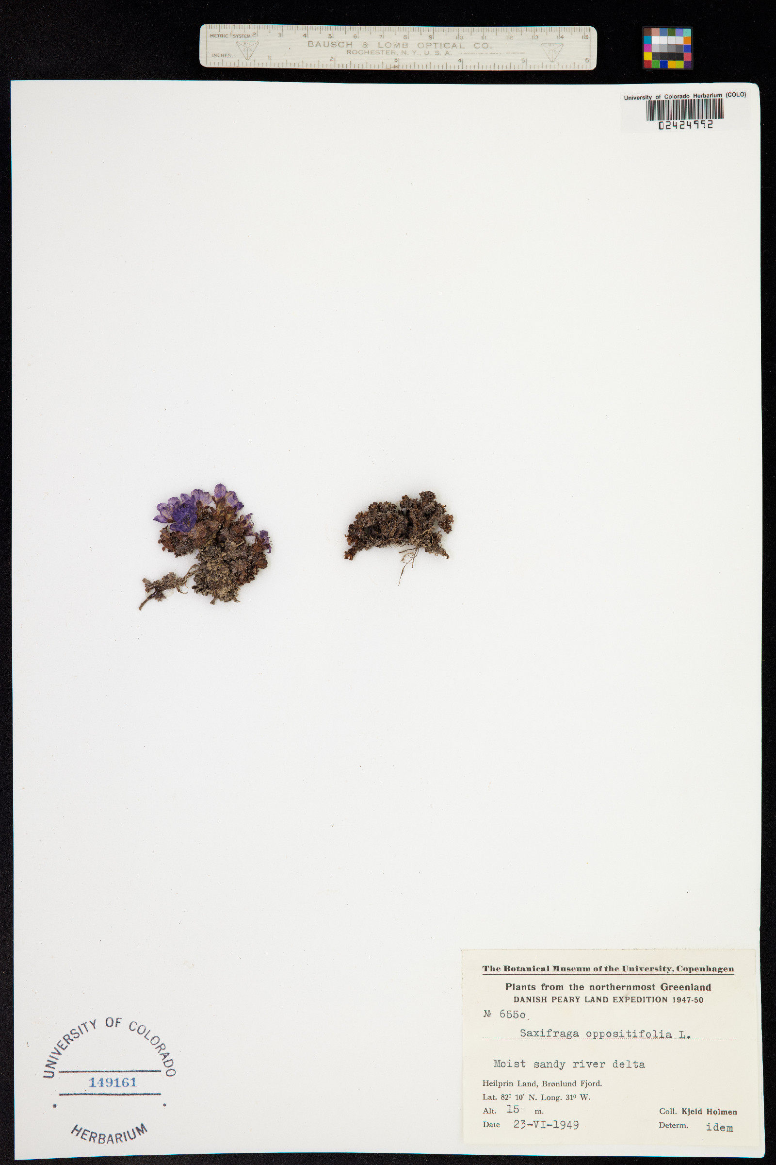 Saxifraga oppositifolia image