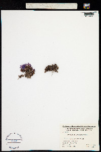 Antiphylla oppositifolia image