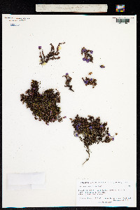 Saxifraga oppositifolia subsp. smalliana image
